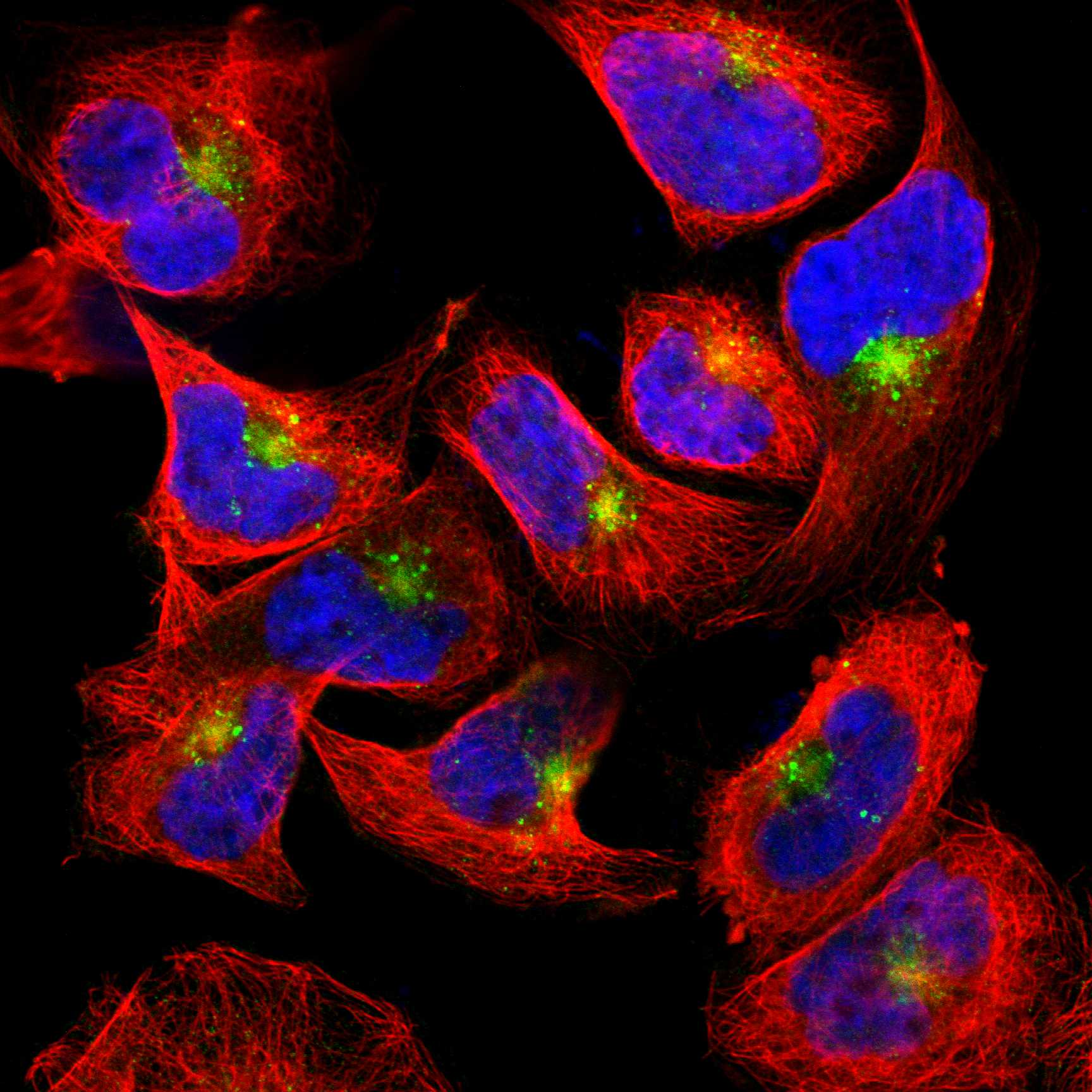 LITAF fluorescence