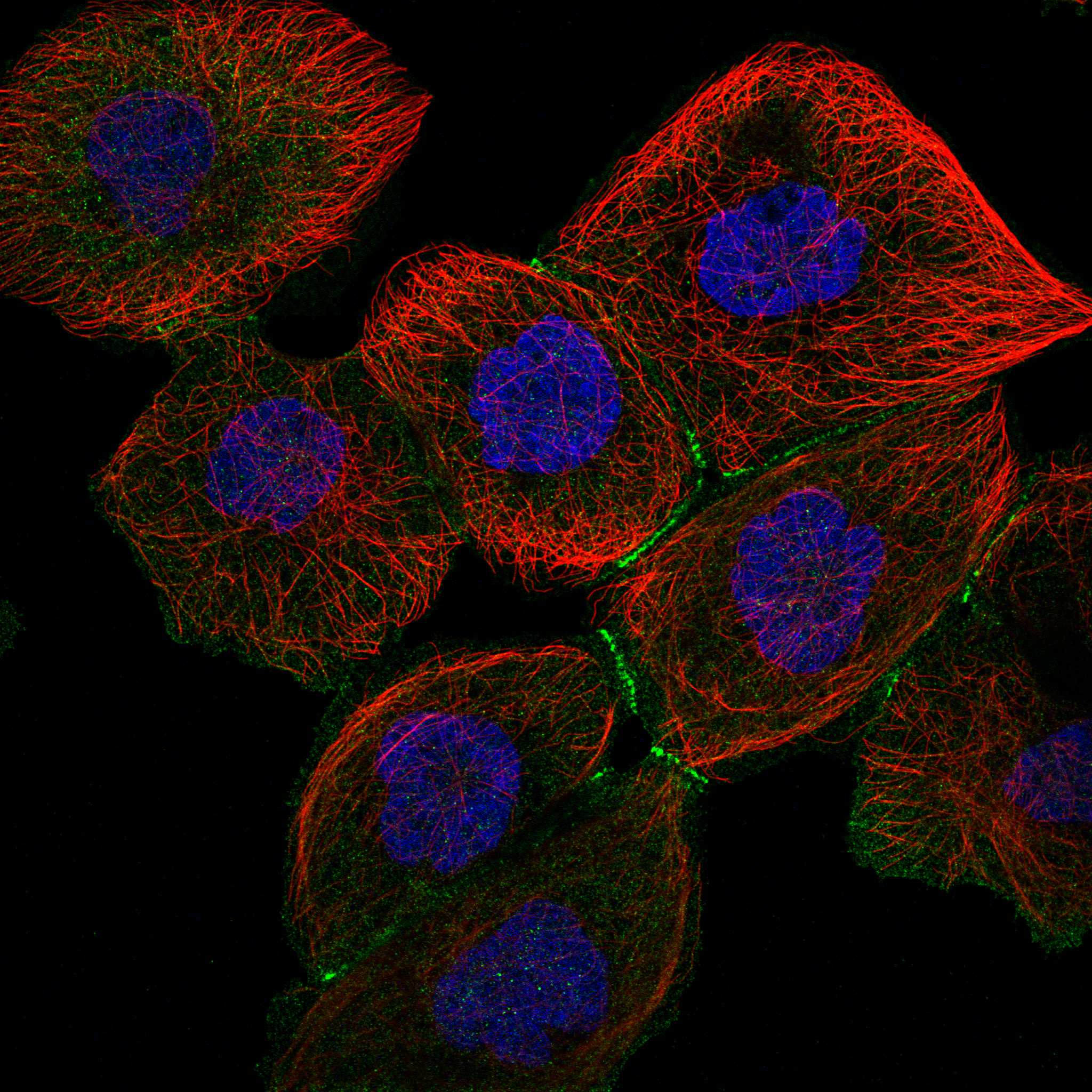 LMCD1 fluorescence