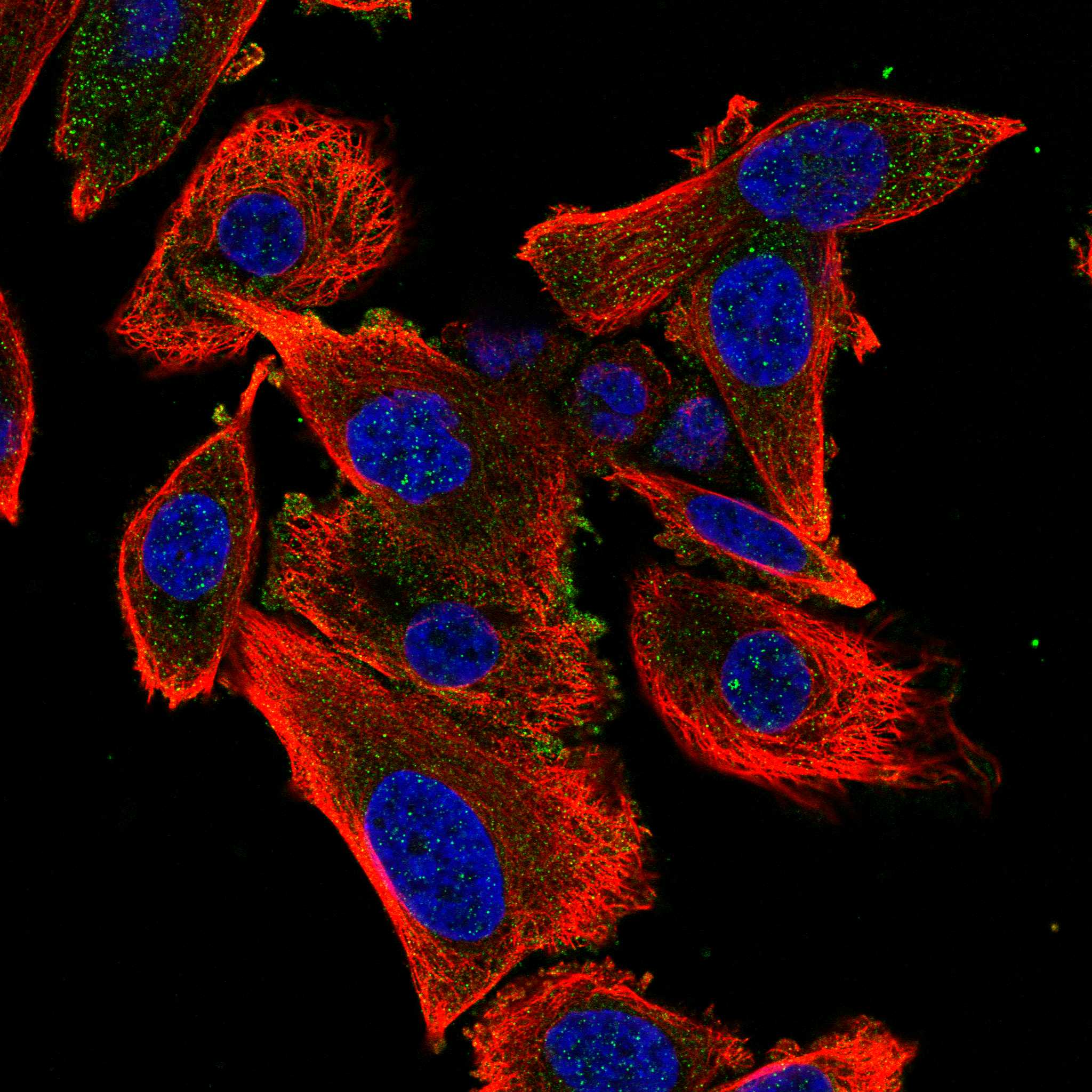 LPAR3 fluorescence