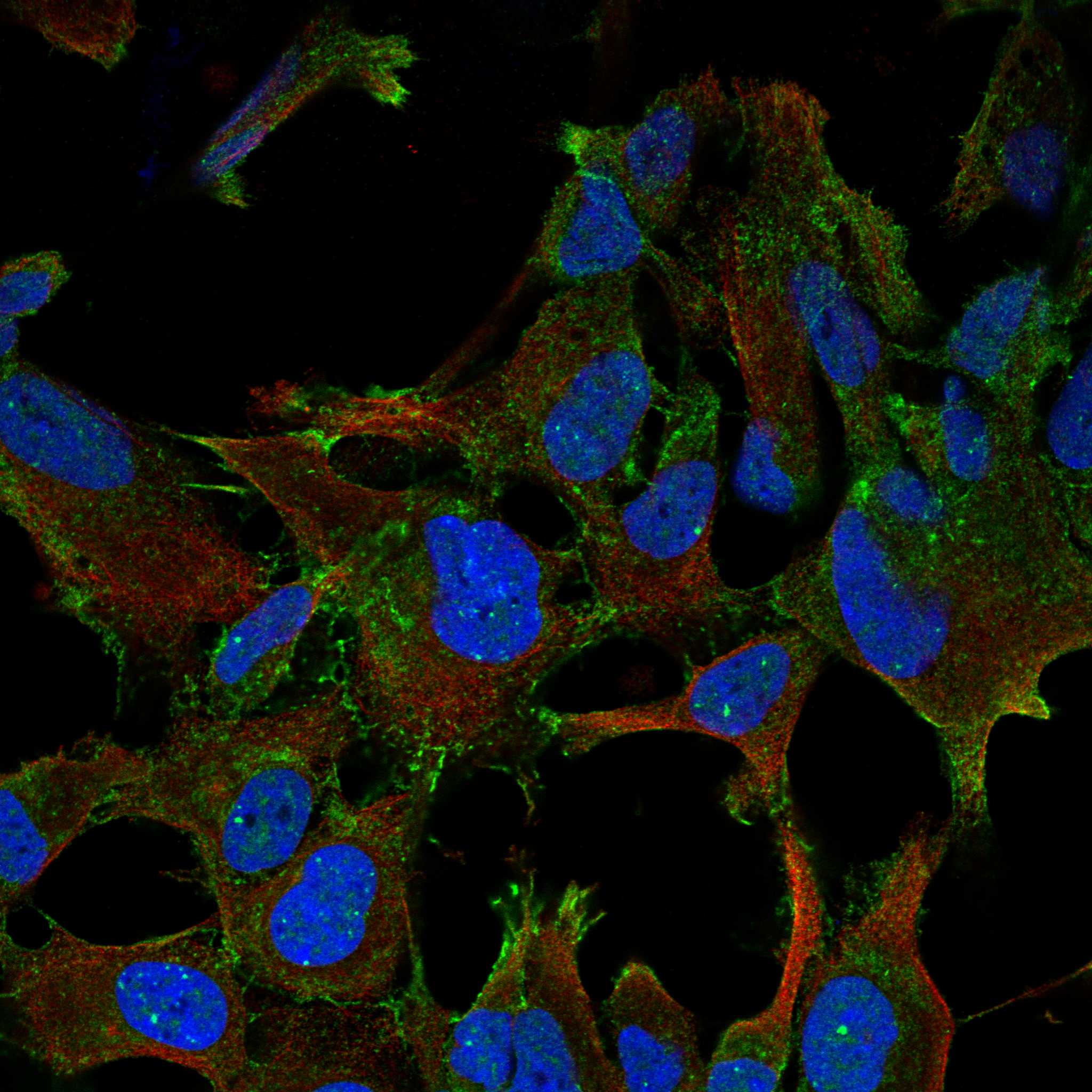 LPAR4 fluorescence