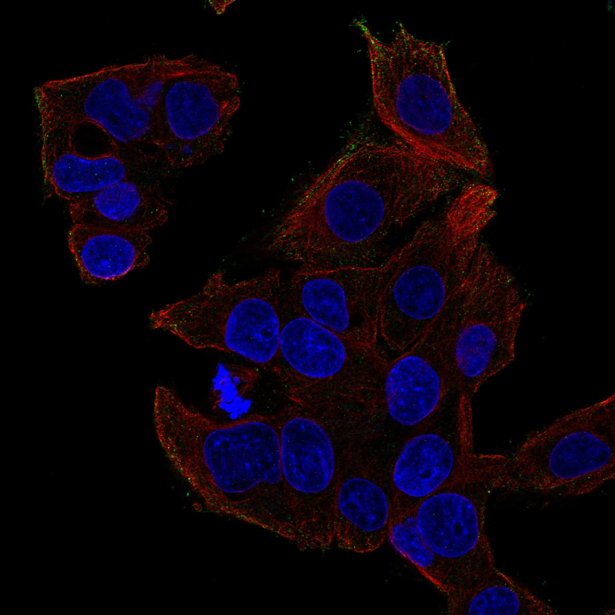 LPAR6 fluorescence