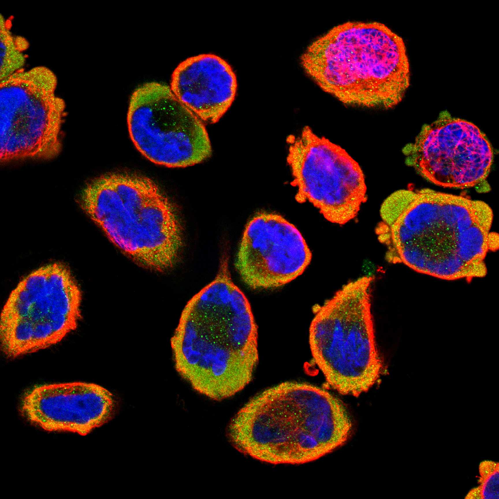 LPP fluorescence