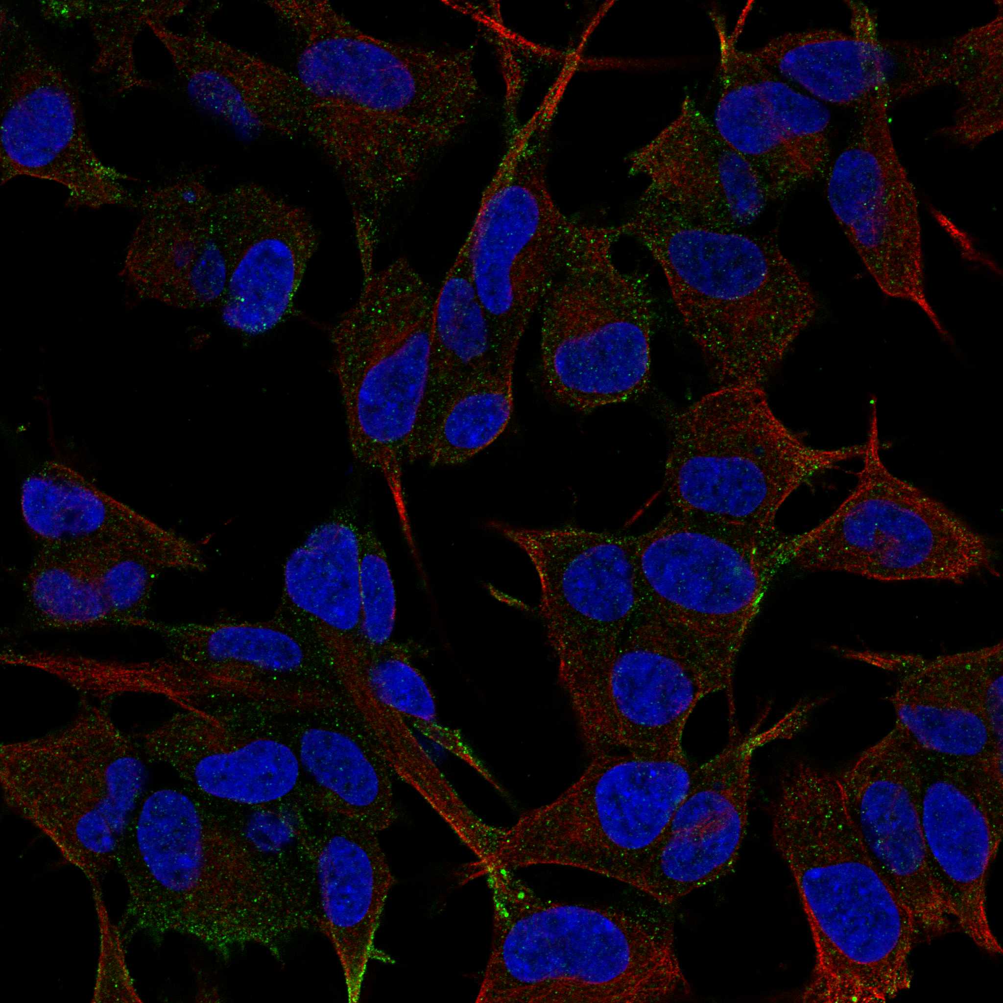 LRFN2 fluorescence