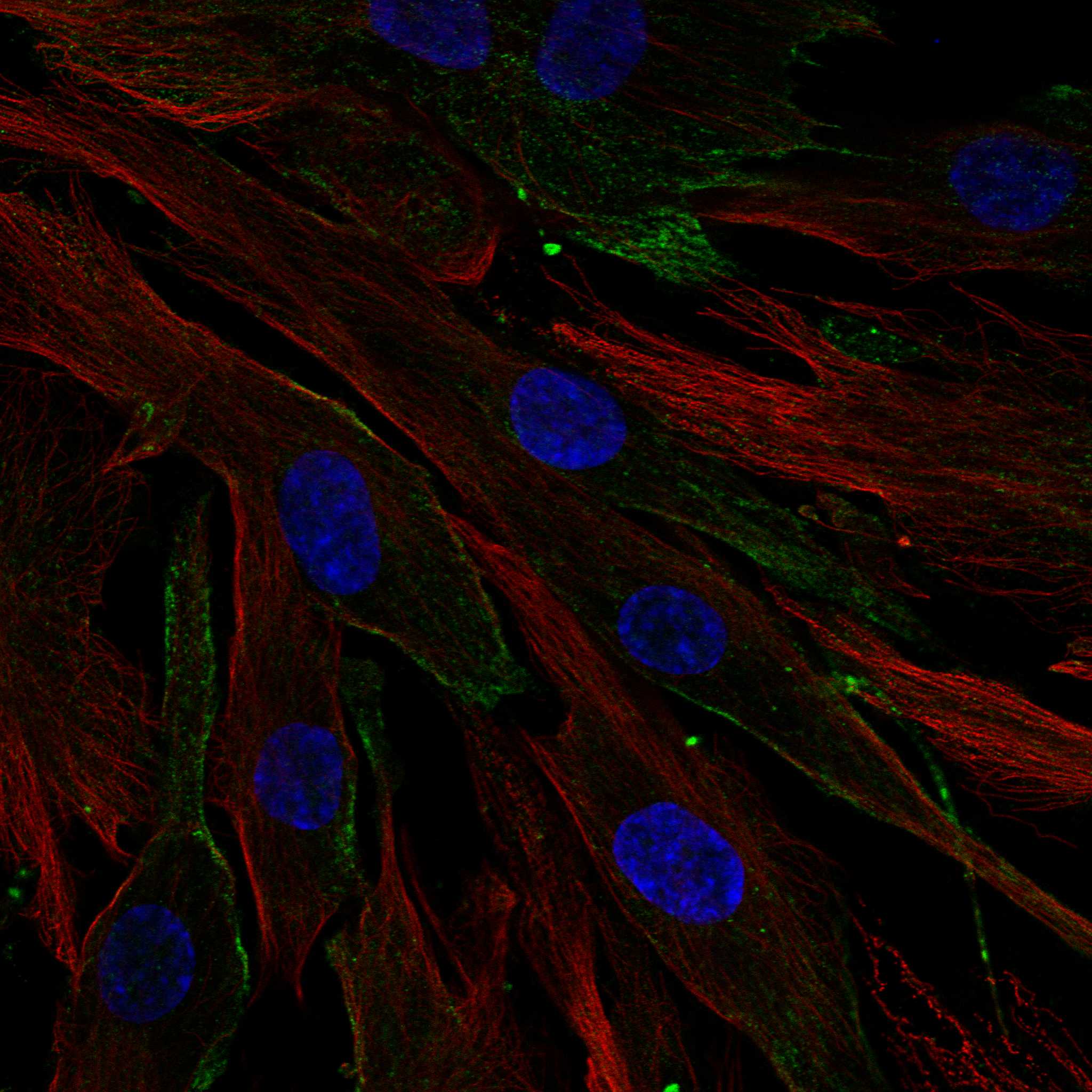 LRP1 fluorescence