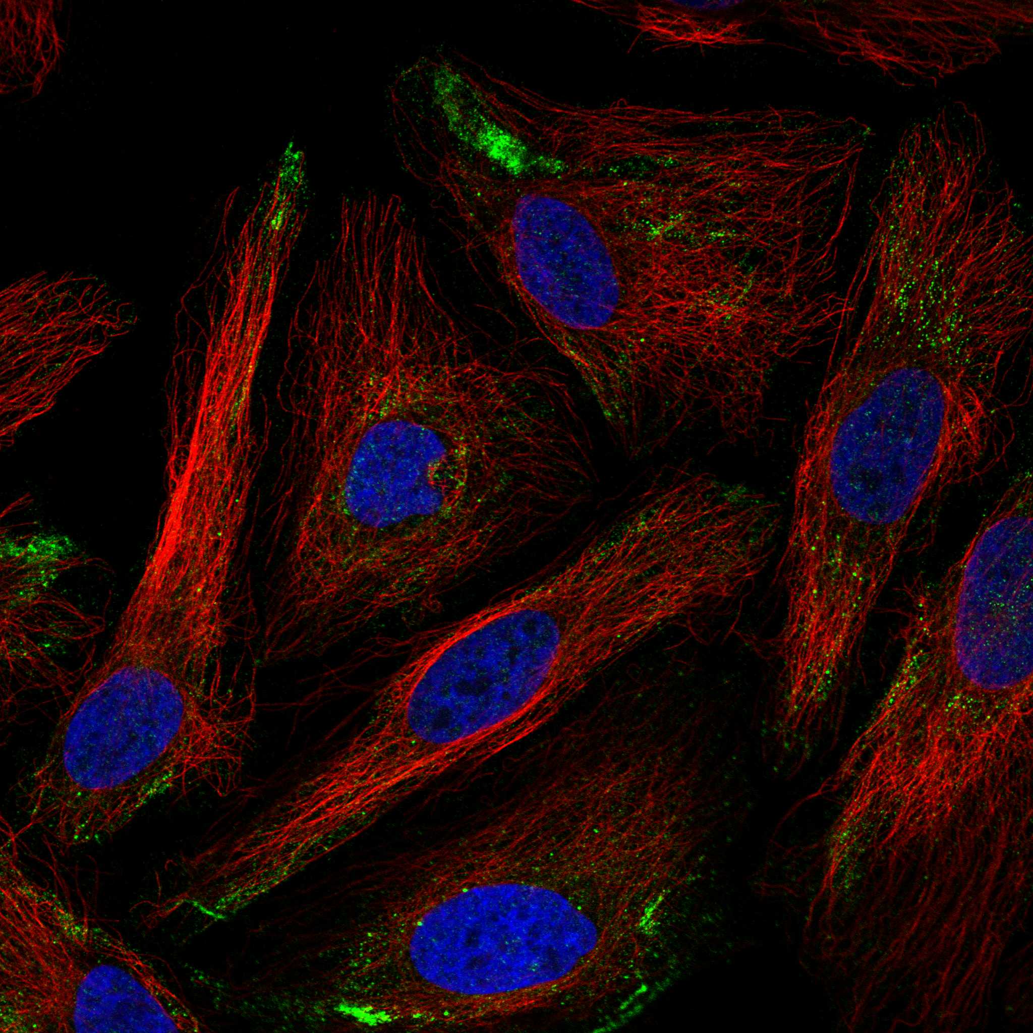 LRP11 fluorescence