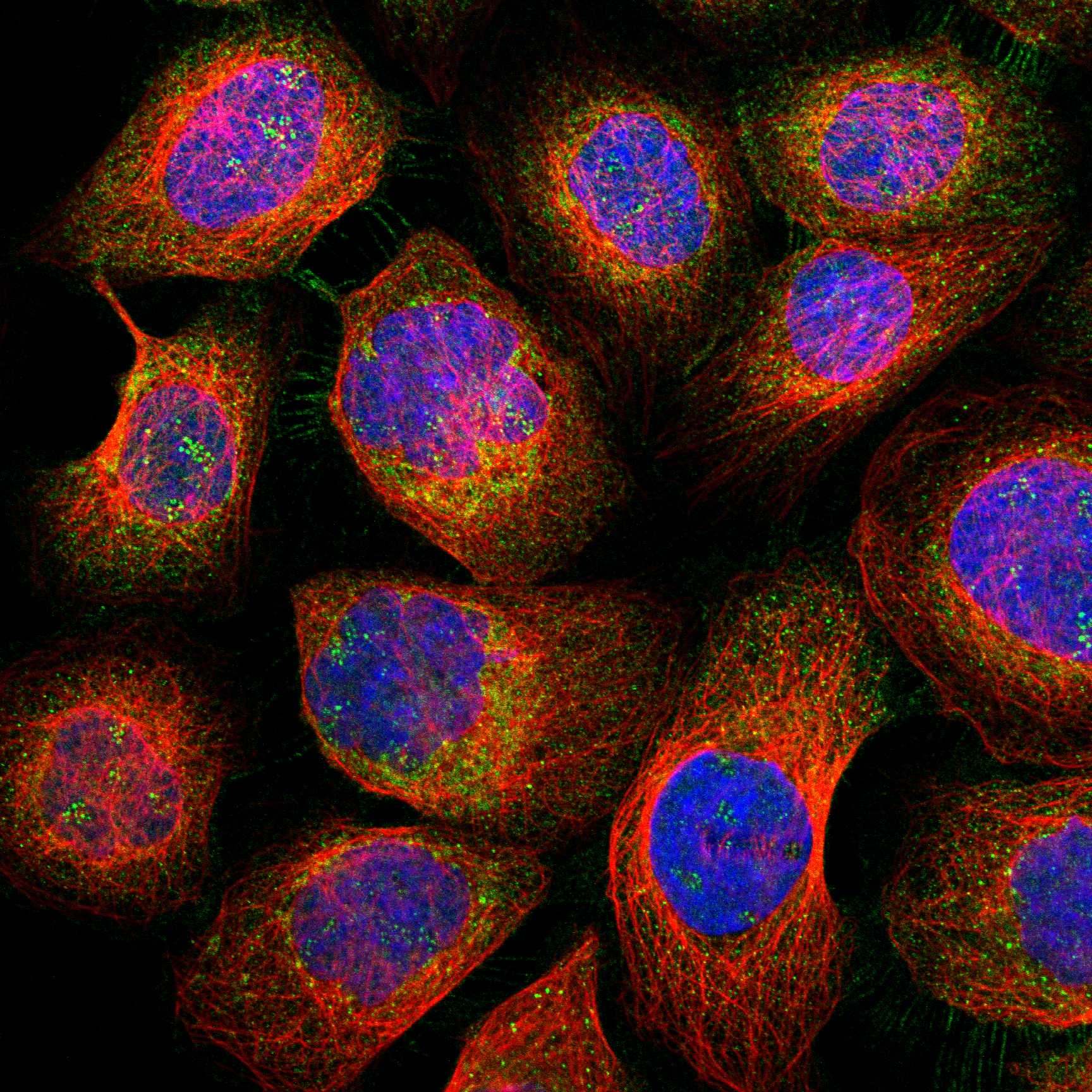 LRP12 fluorescence