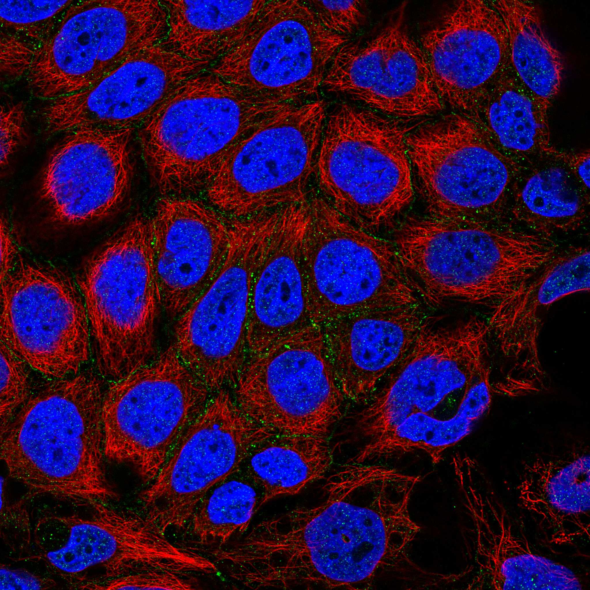 LRP2 fluorescence