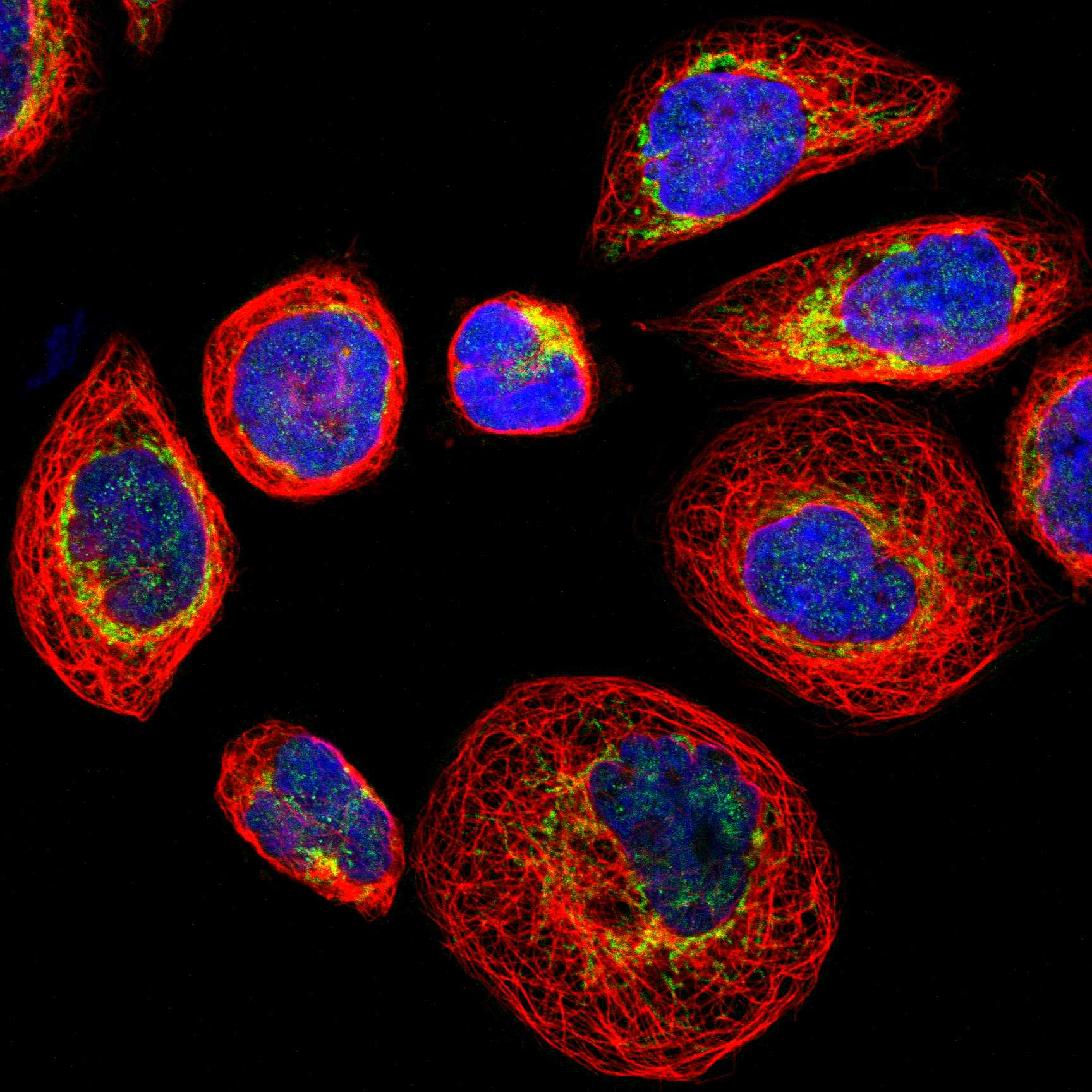 LRP4 fluorescence