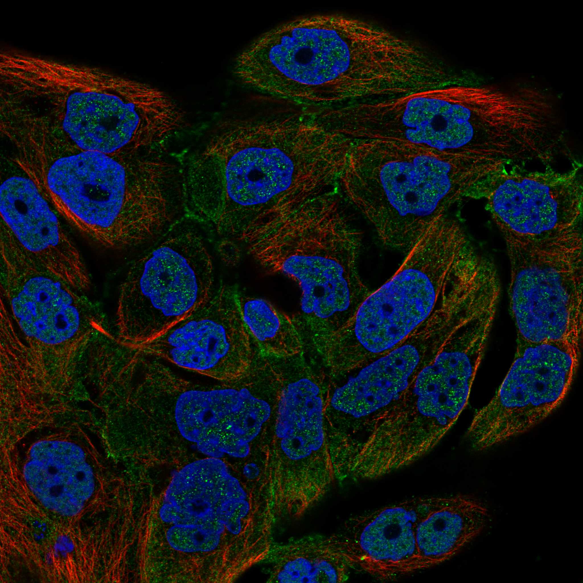 LRRC7 fluorescence