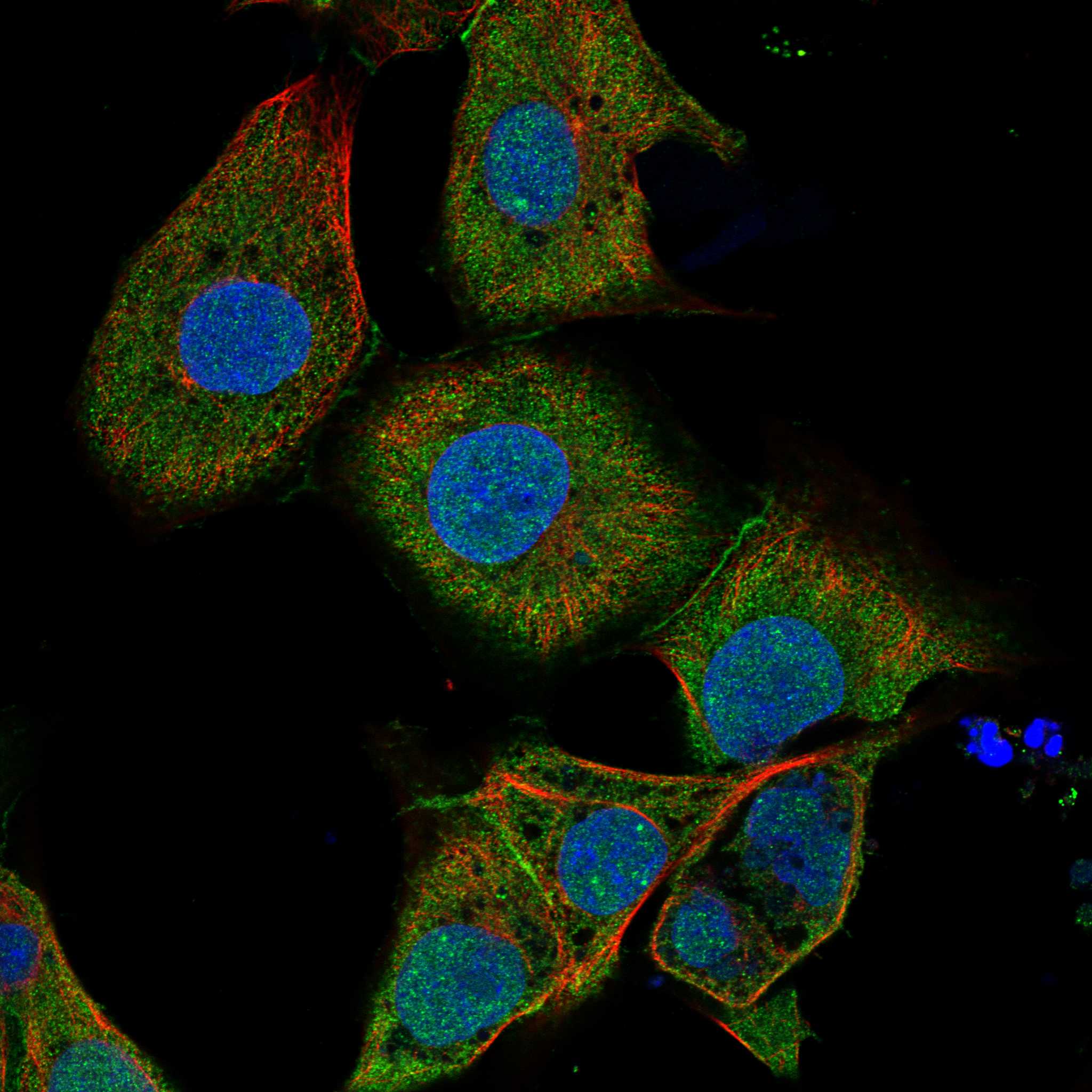 LRRC9 fluorescence