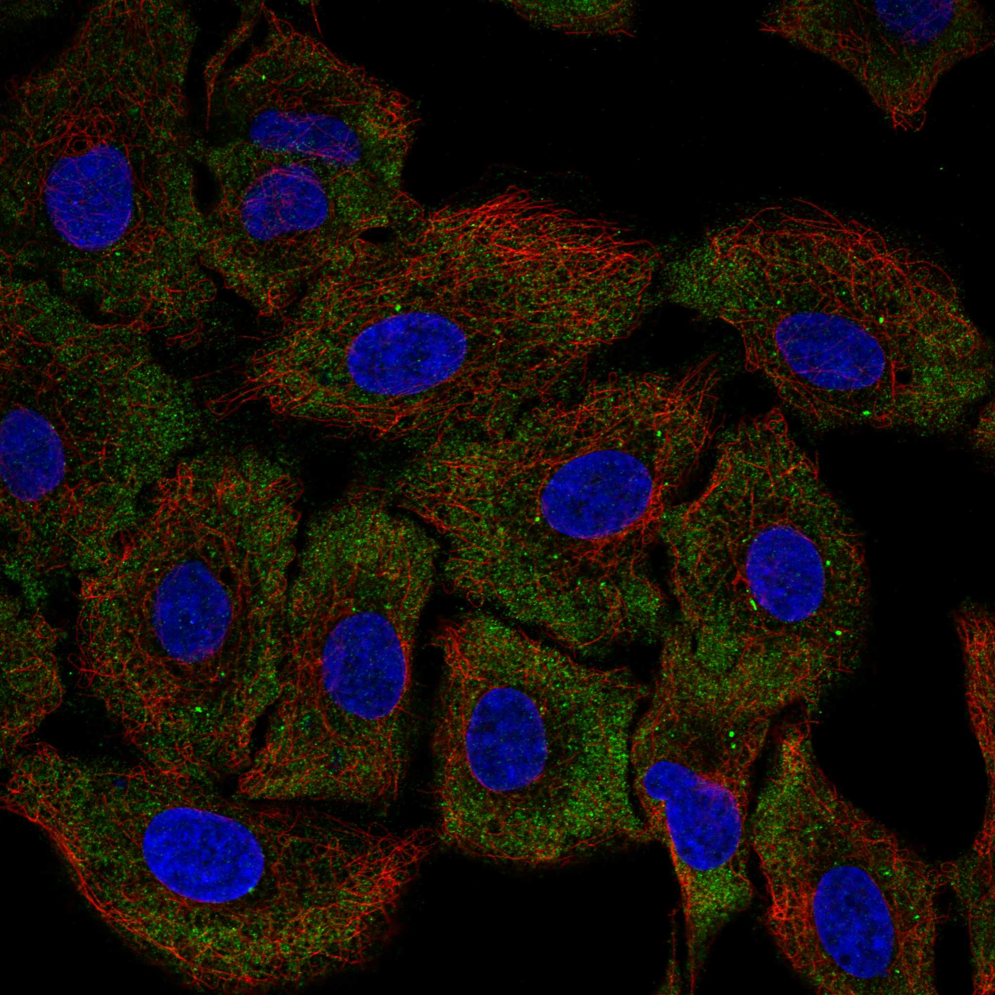 LSAMP fluorescence