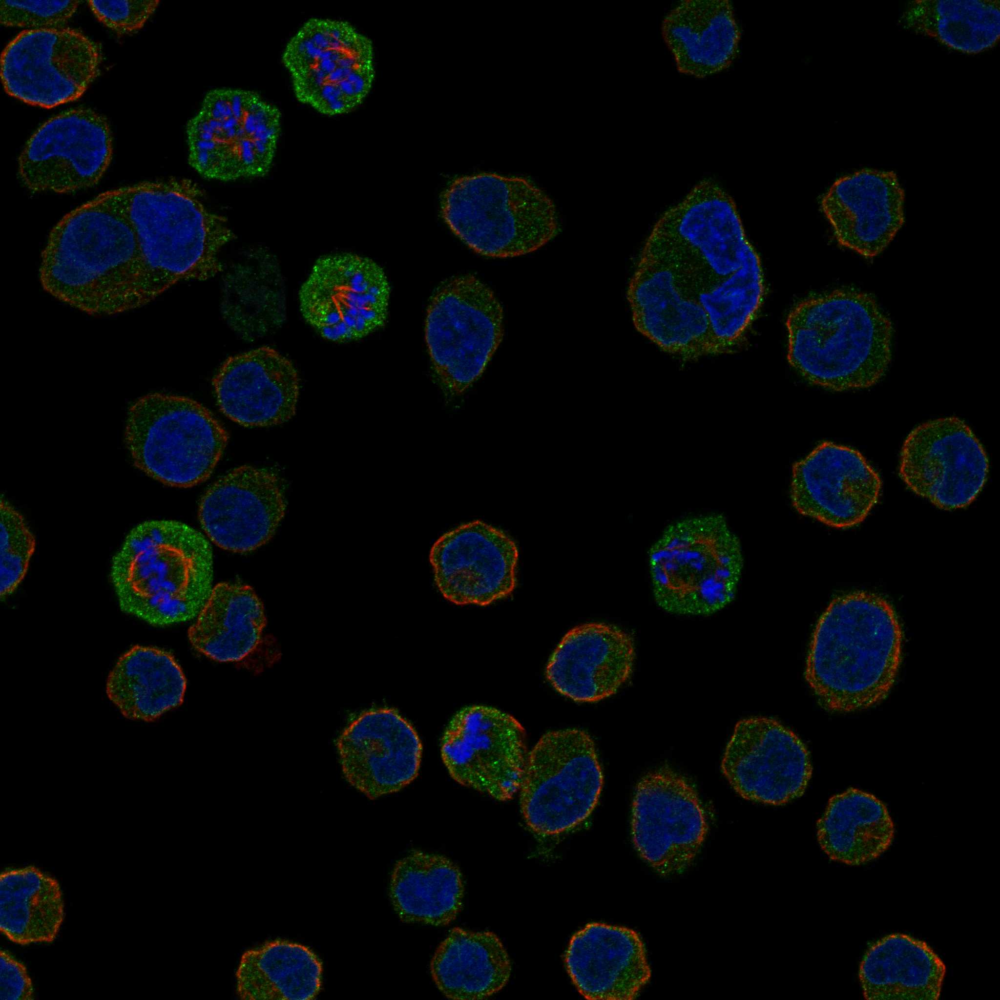 LST1 fluorescence