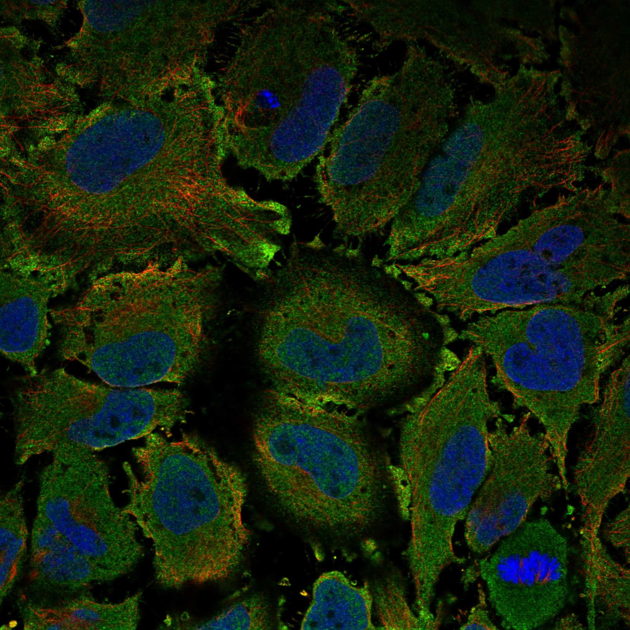 LY6K fluorescence