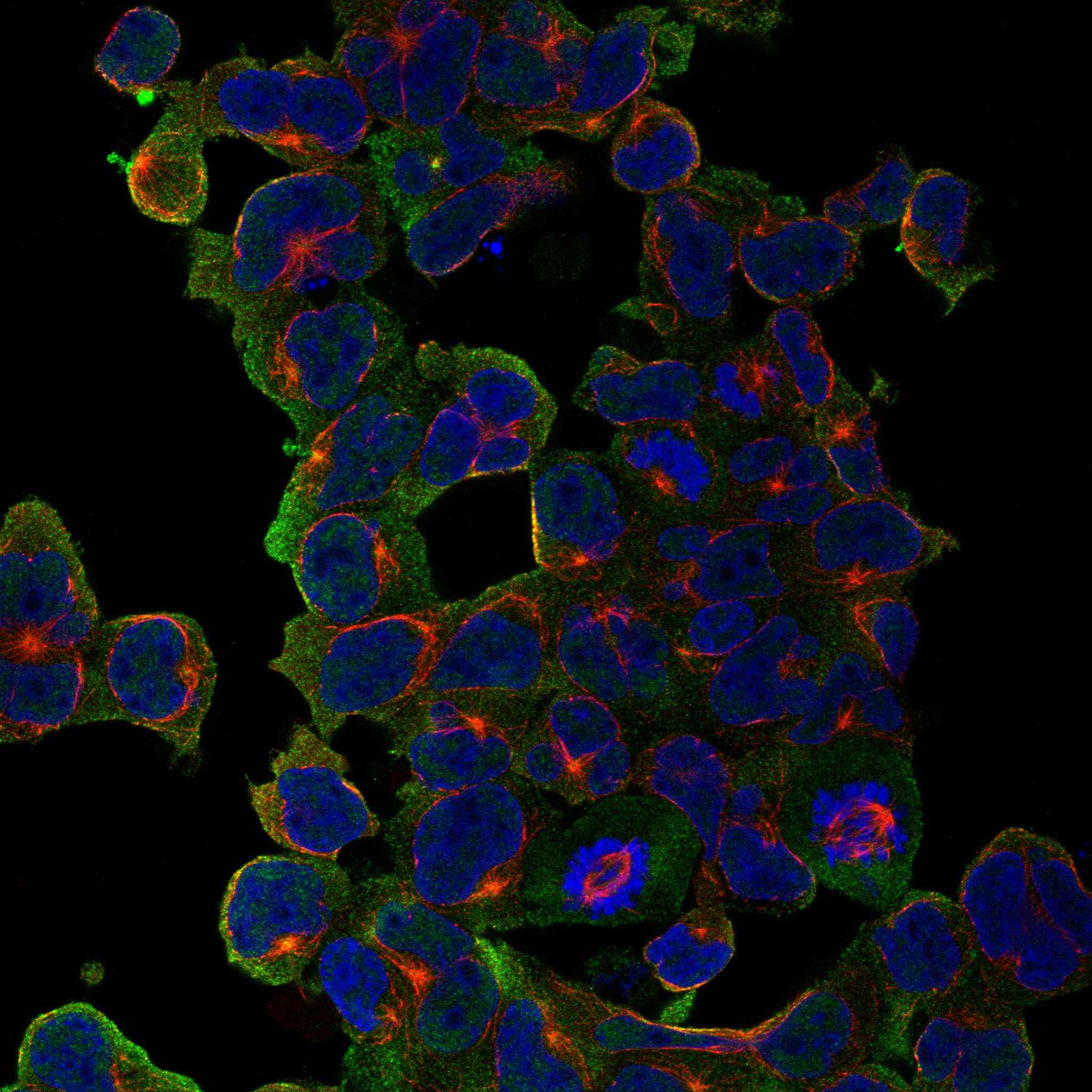 LY9 fluorescence
