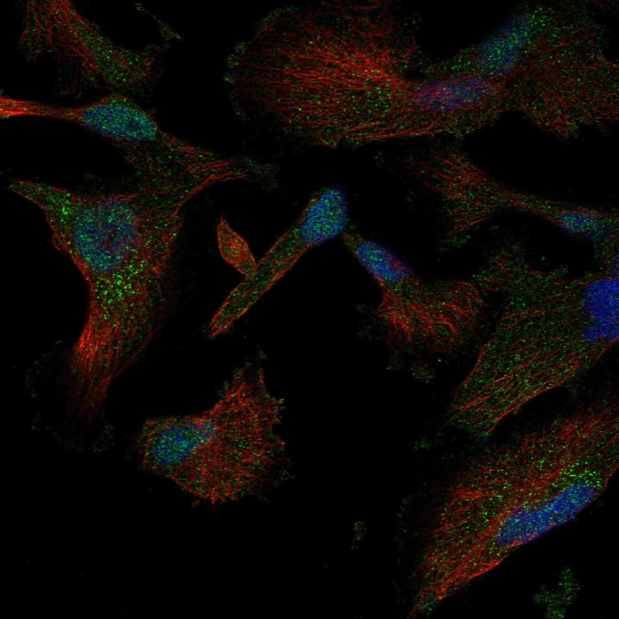 LYPD1 fluorescence