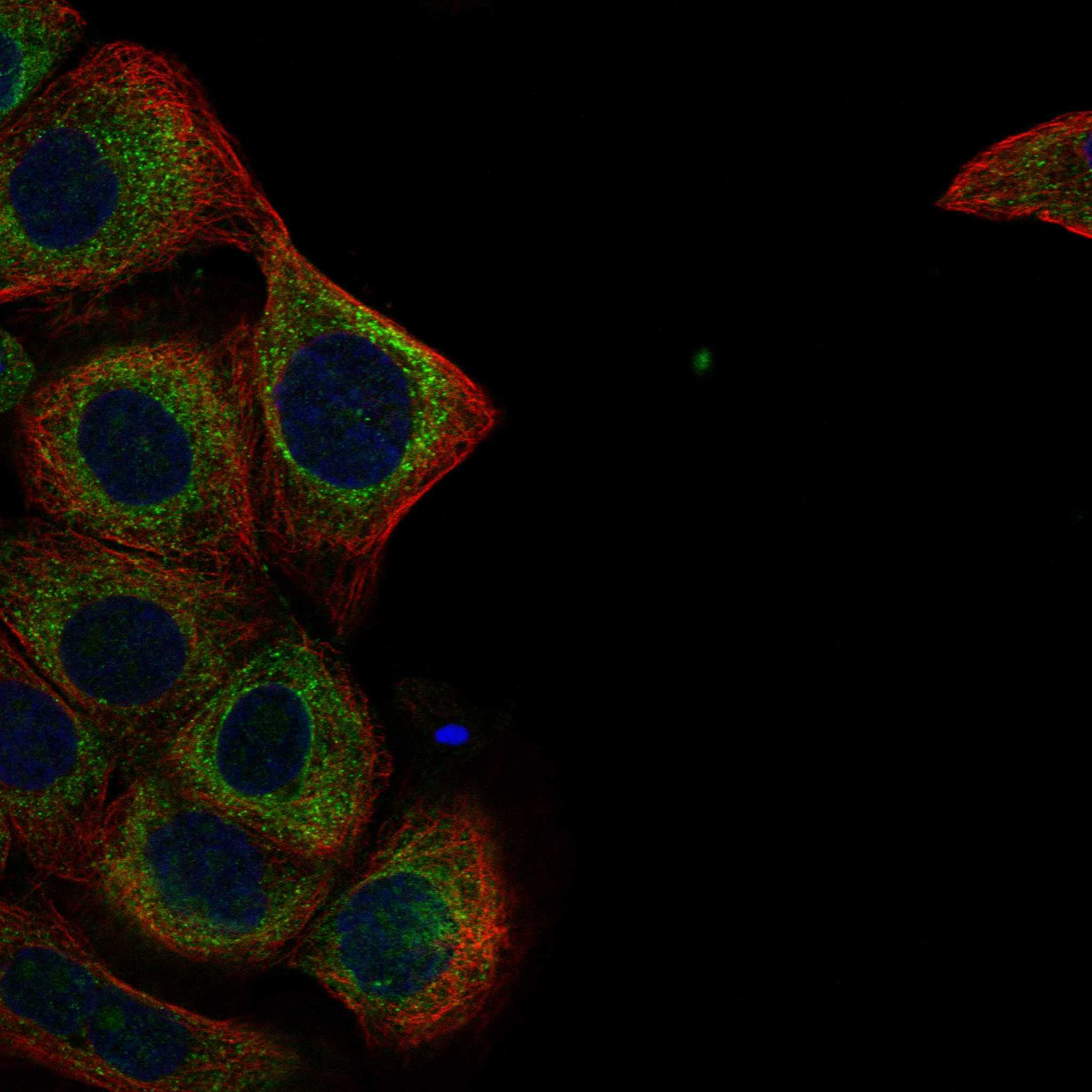 LYPD3 fluorescence