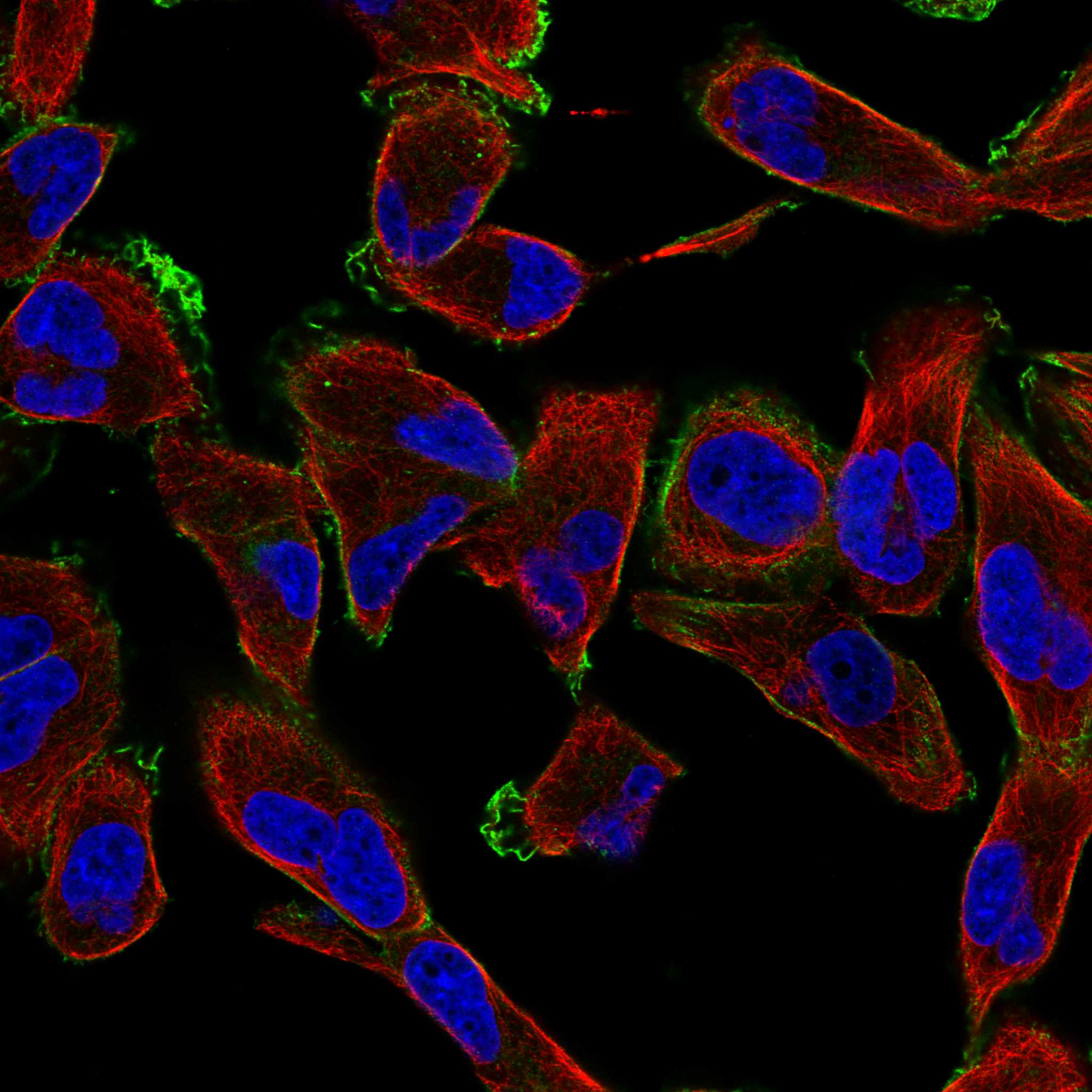MACF1 fluorescence