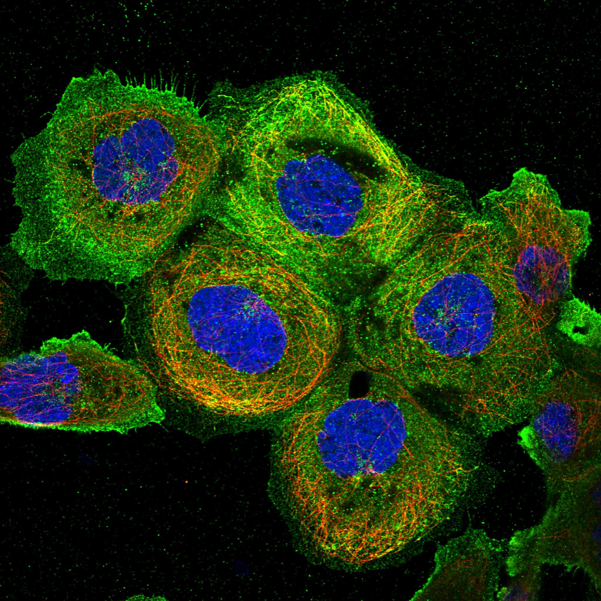 MADD fluorescence