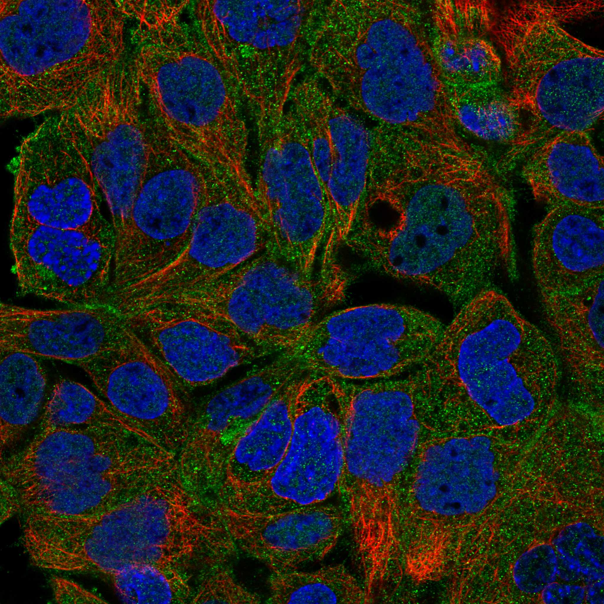 MARK2 fluorescence
