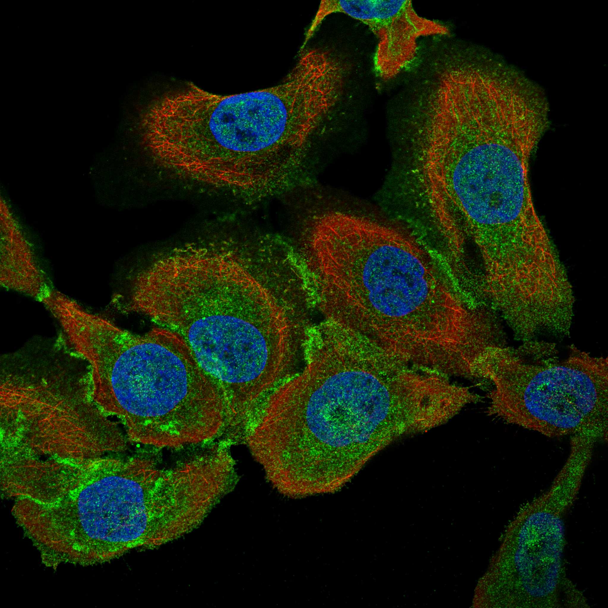 MBP fluorescence