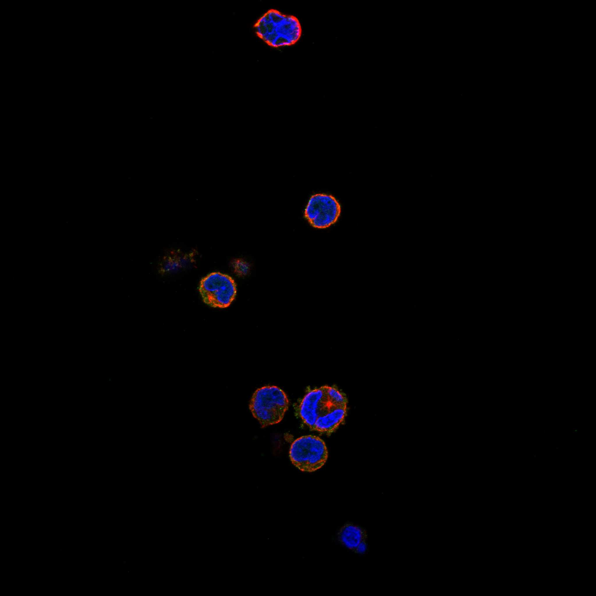 MC5R fluorescence