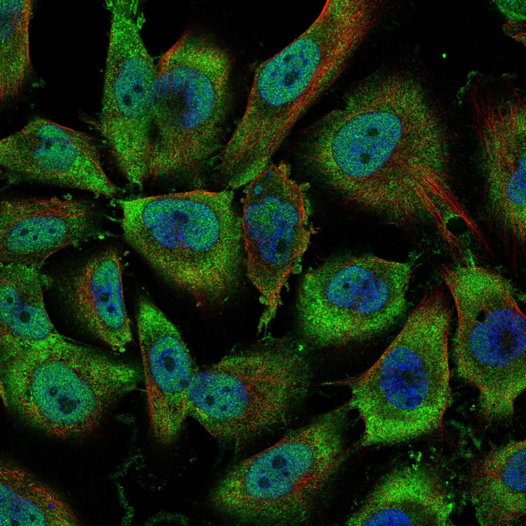 MCF2 fluorescence