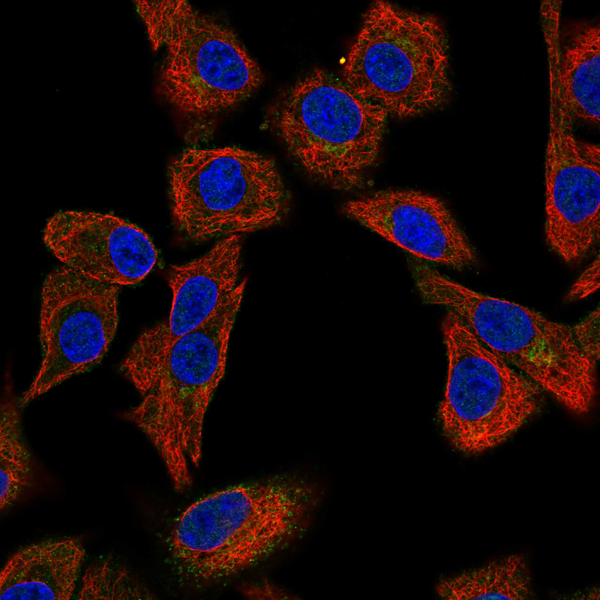 MDGA1 fluorescence