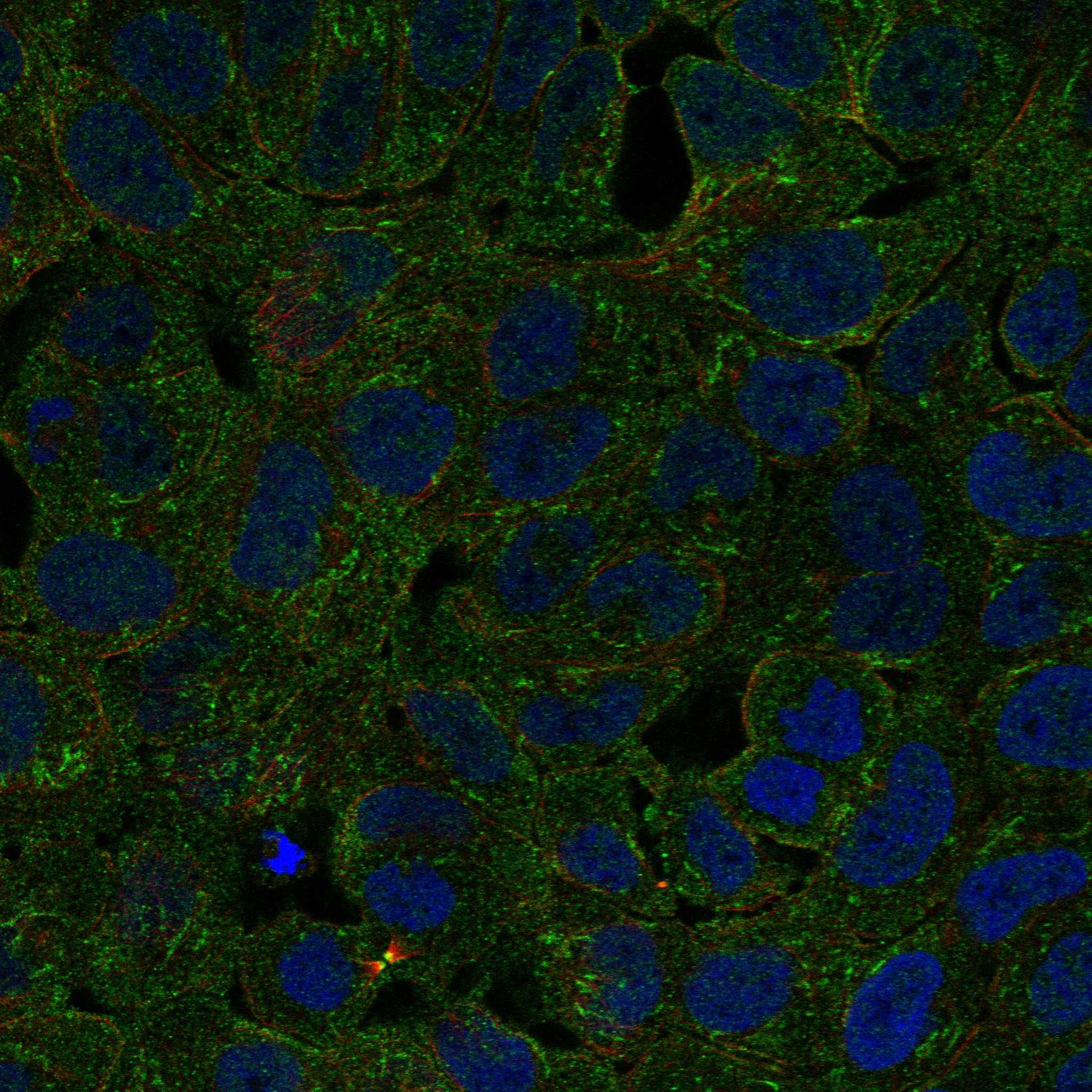 MERTK fluorescence