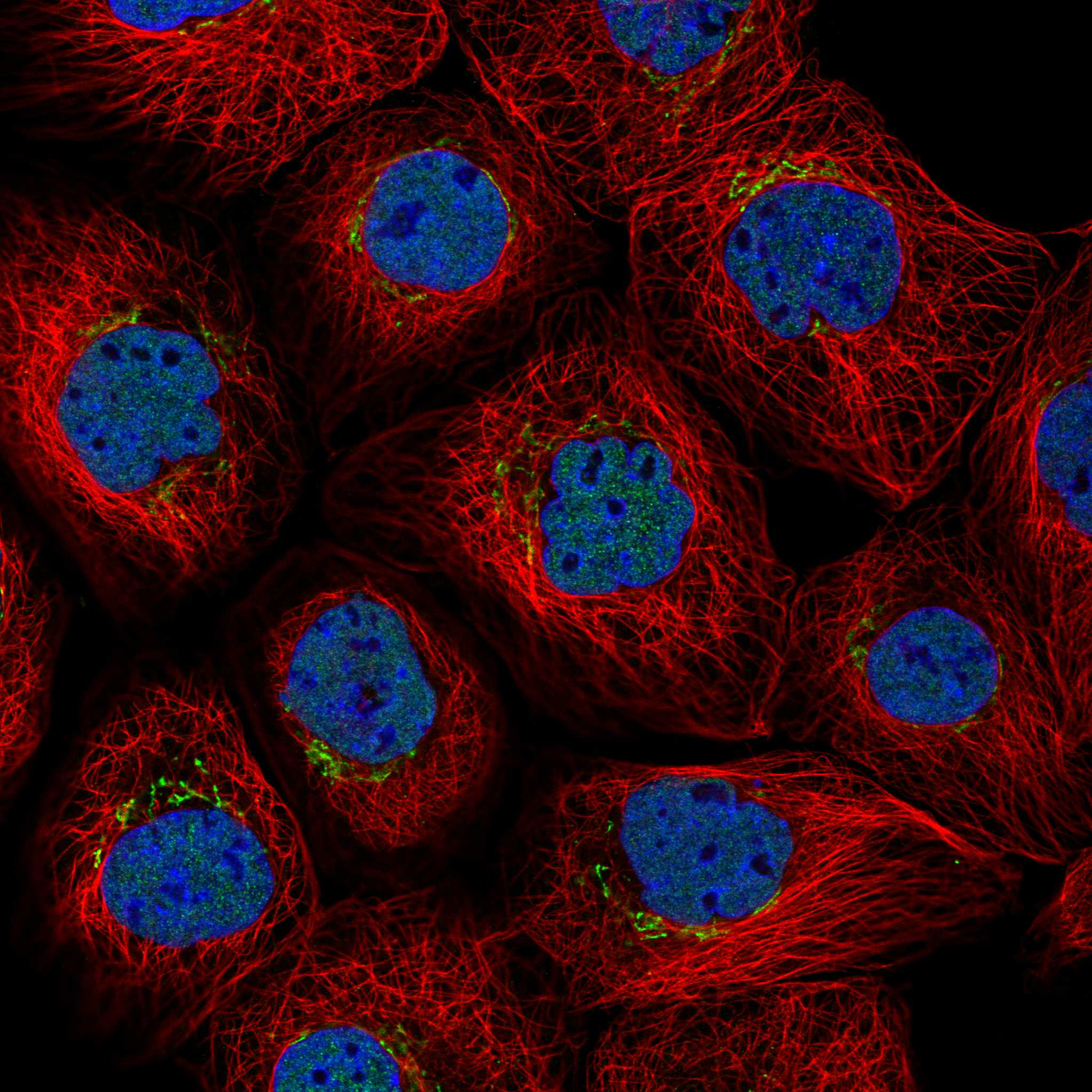 MFAP3 fluorescence