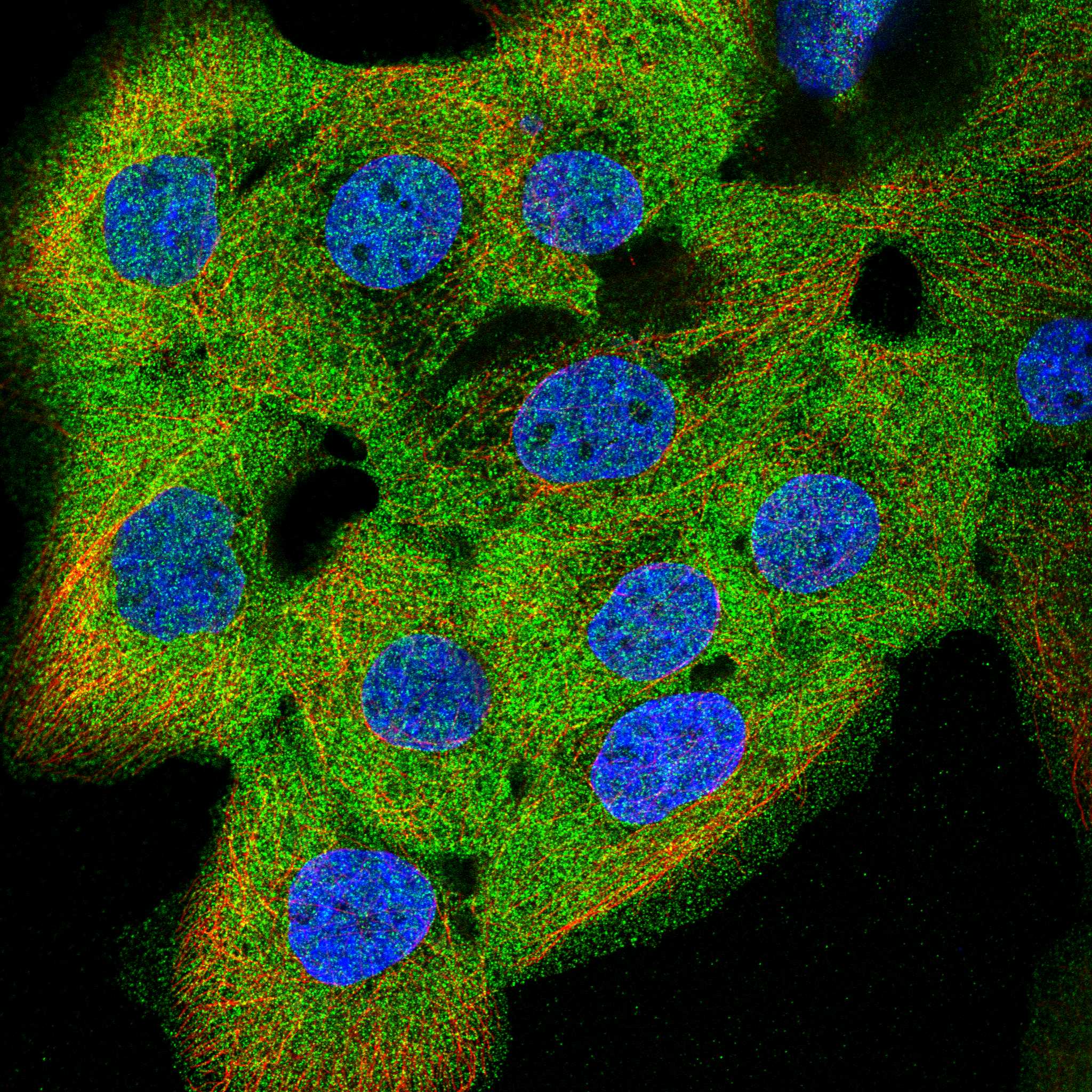 MFSD1 fluorescence