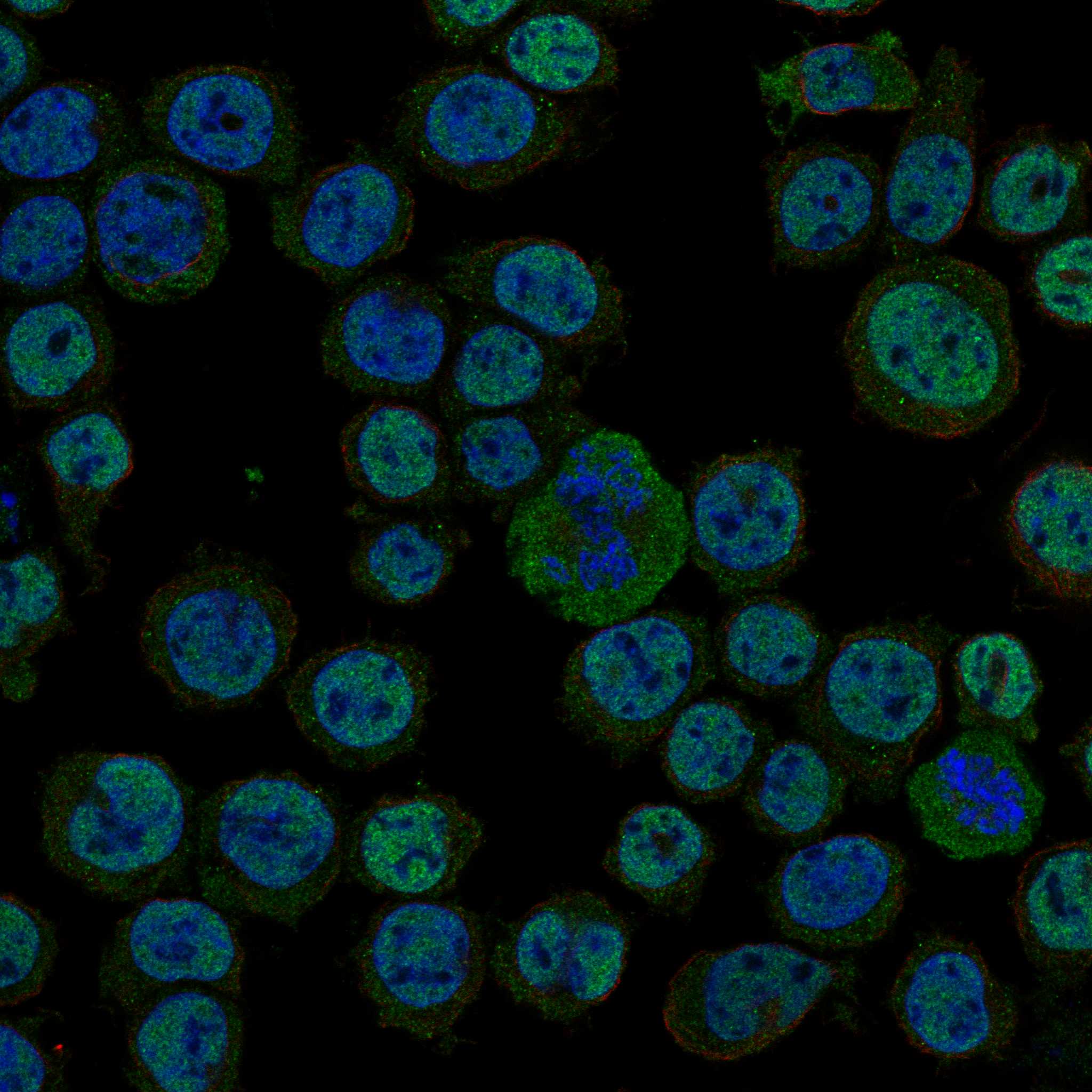 MGA fluorescence