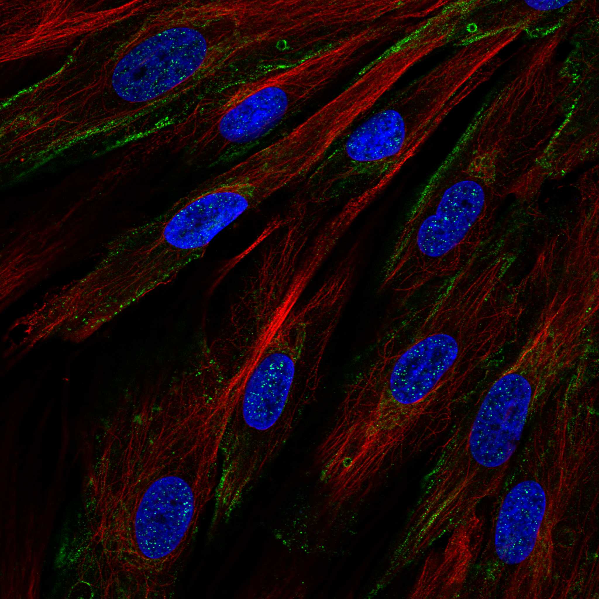 MICB fluorescence