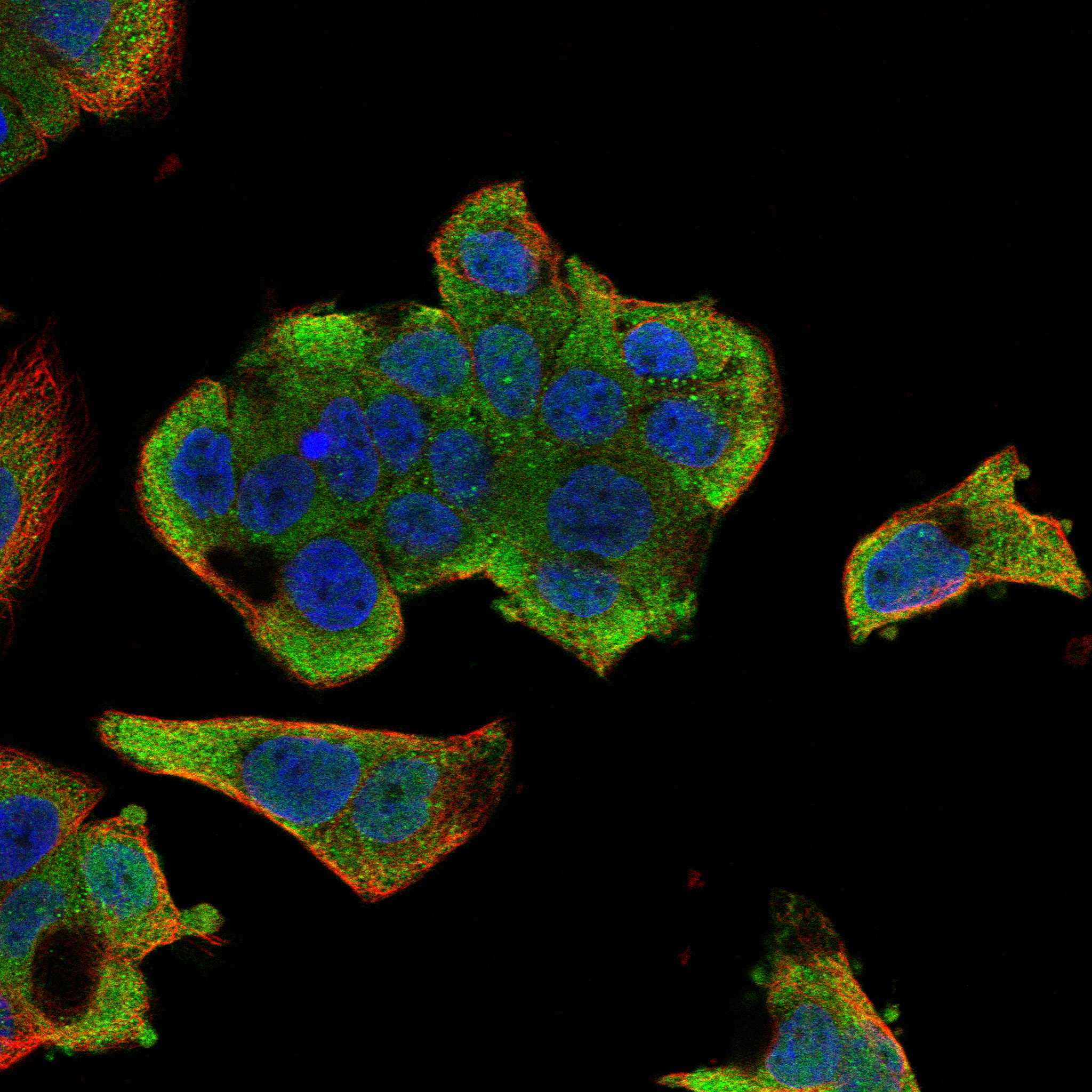 MIEN1 fluorescence