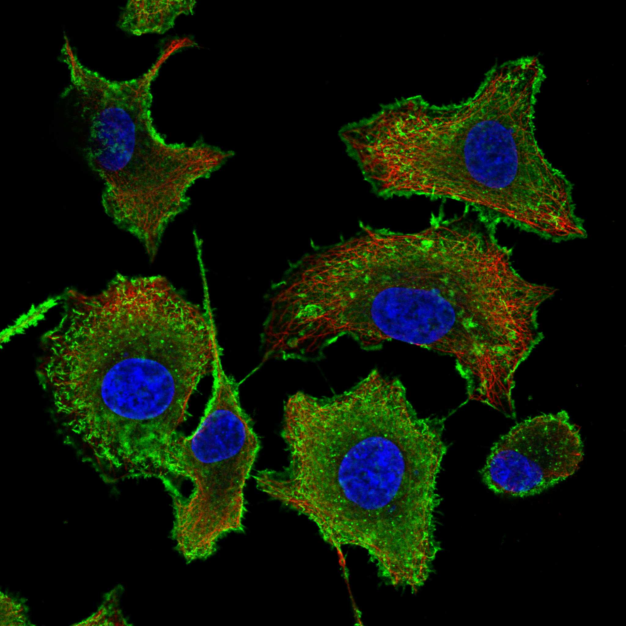 MISP fluorescence