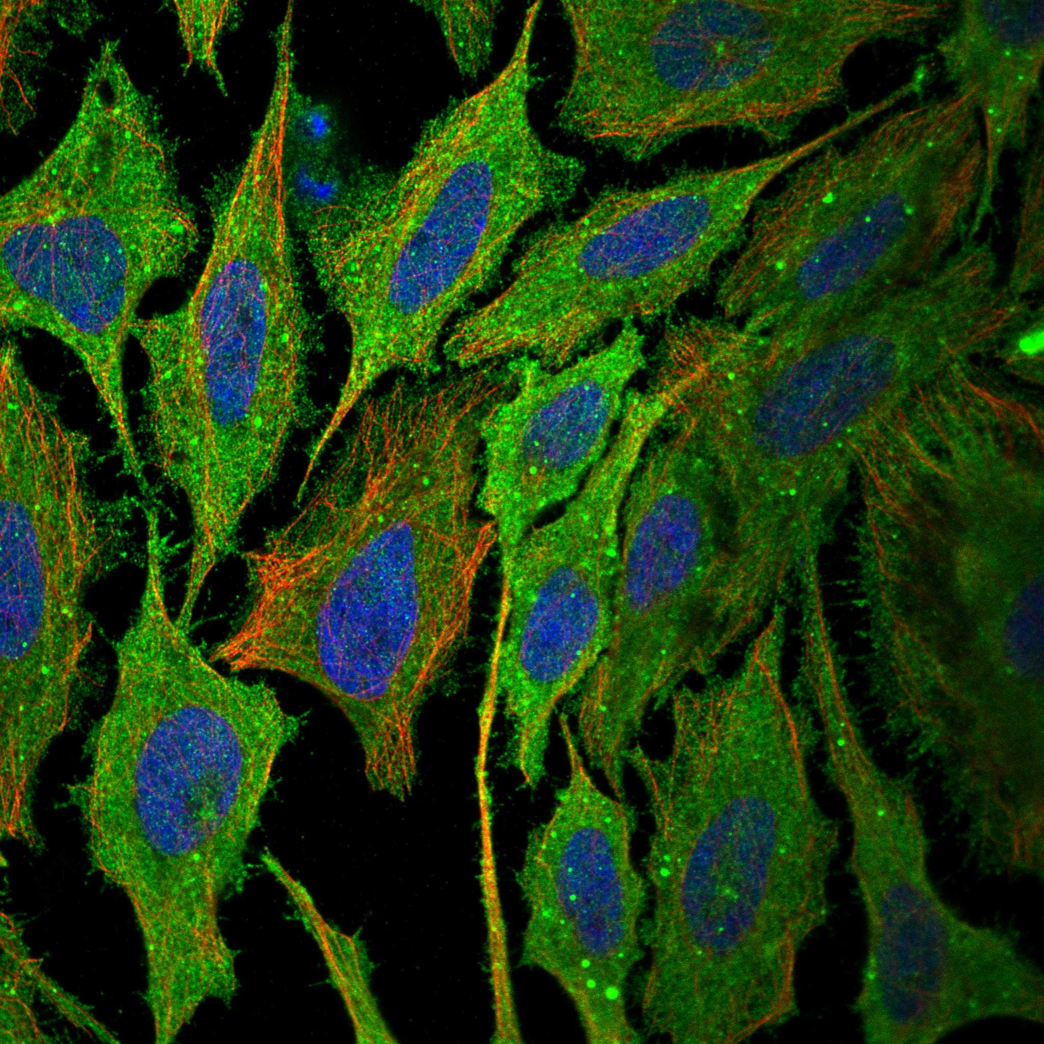 MKLN1 fluorescence