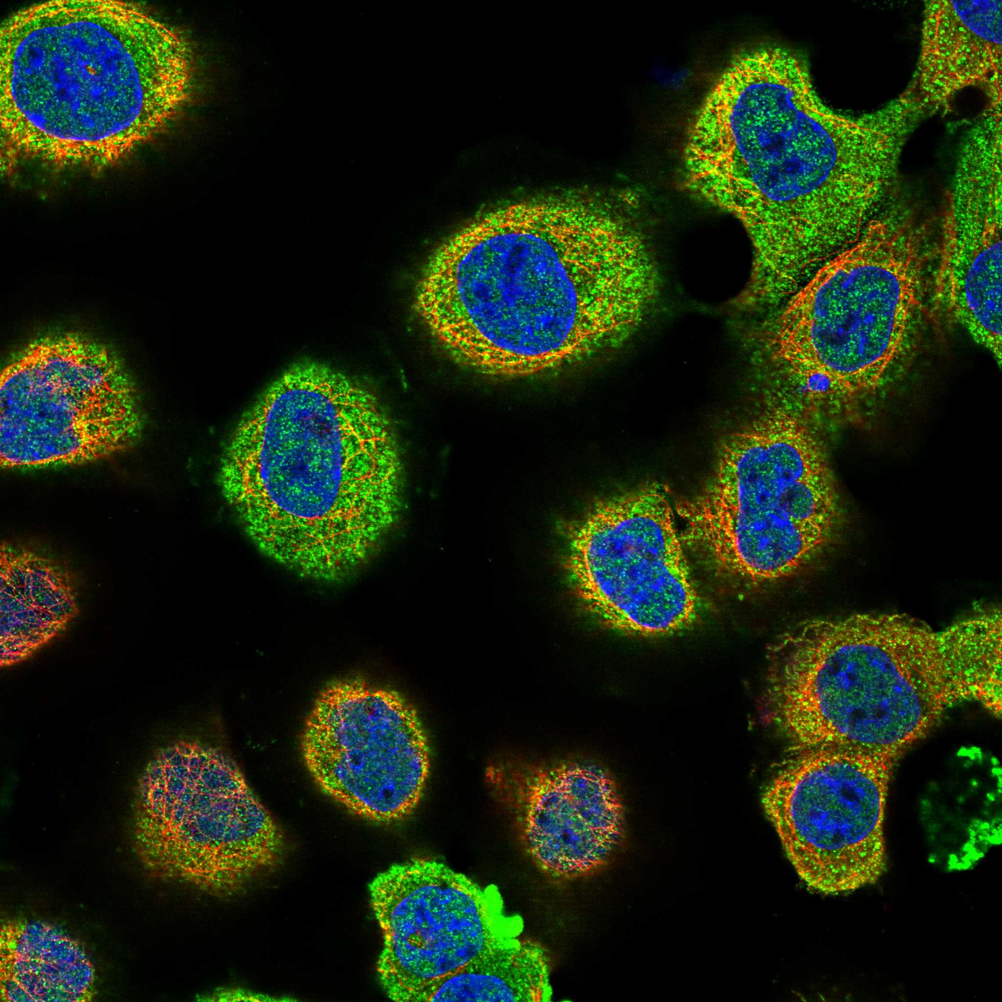 MKRN3 fluorescence
