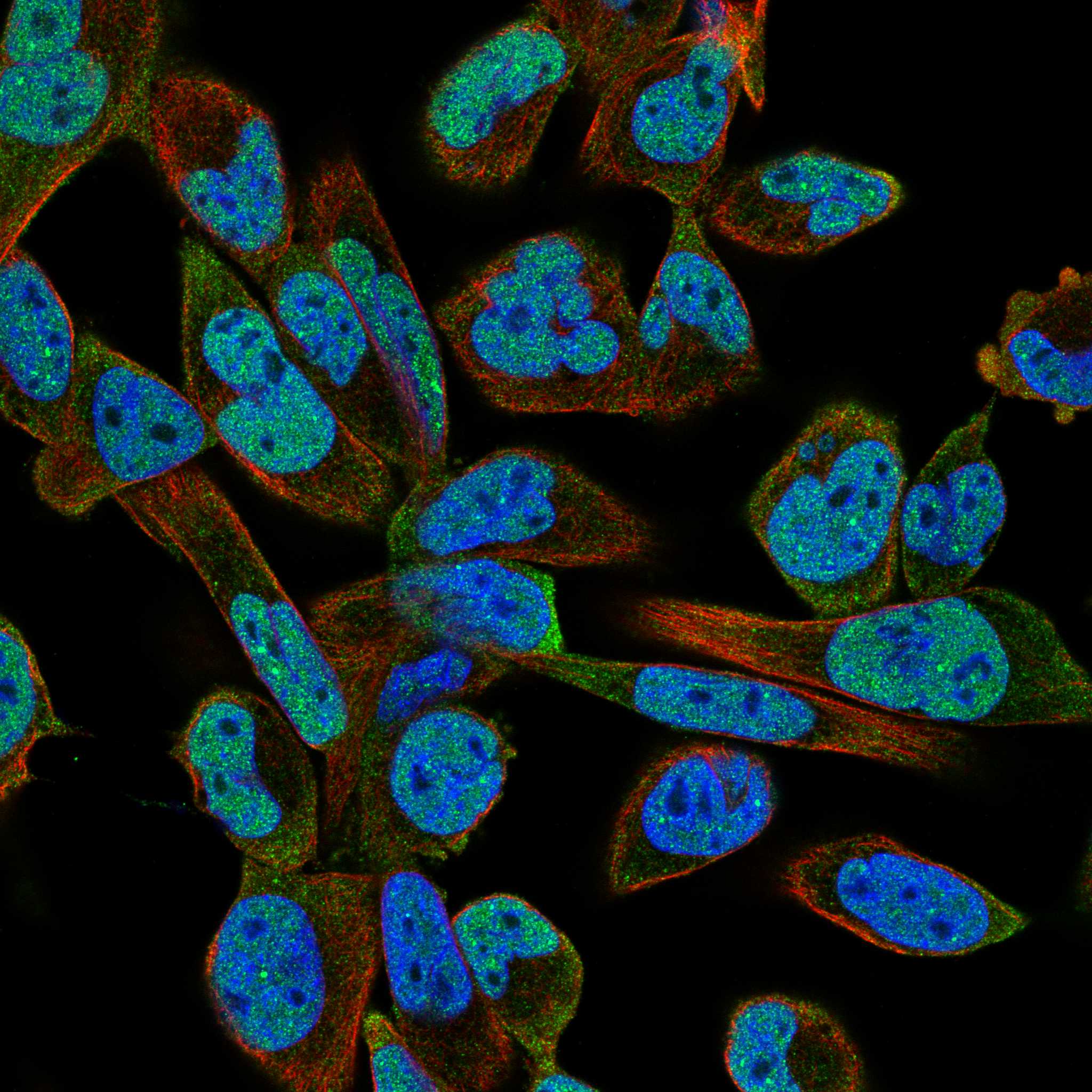 MLIP fluorescence