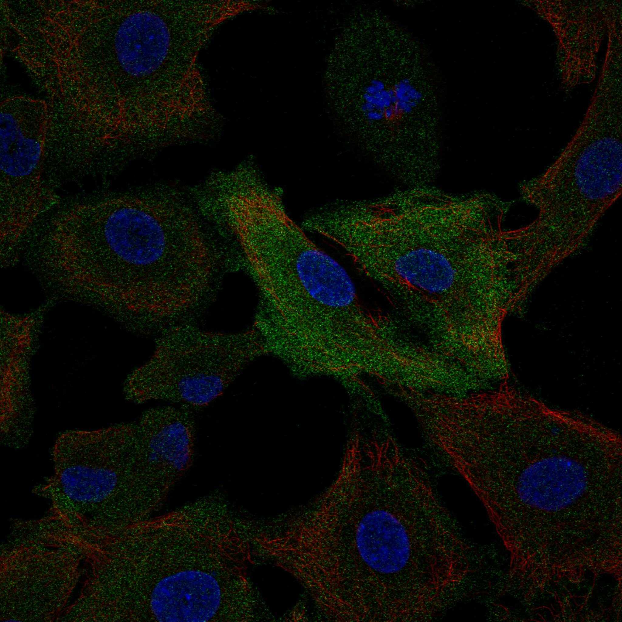 MLKL fluorescence