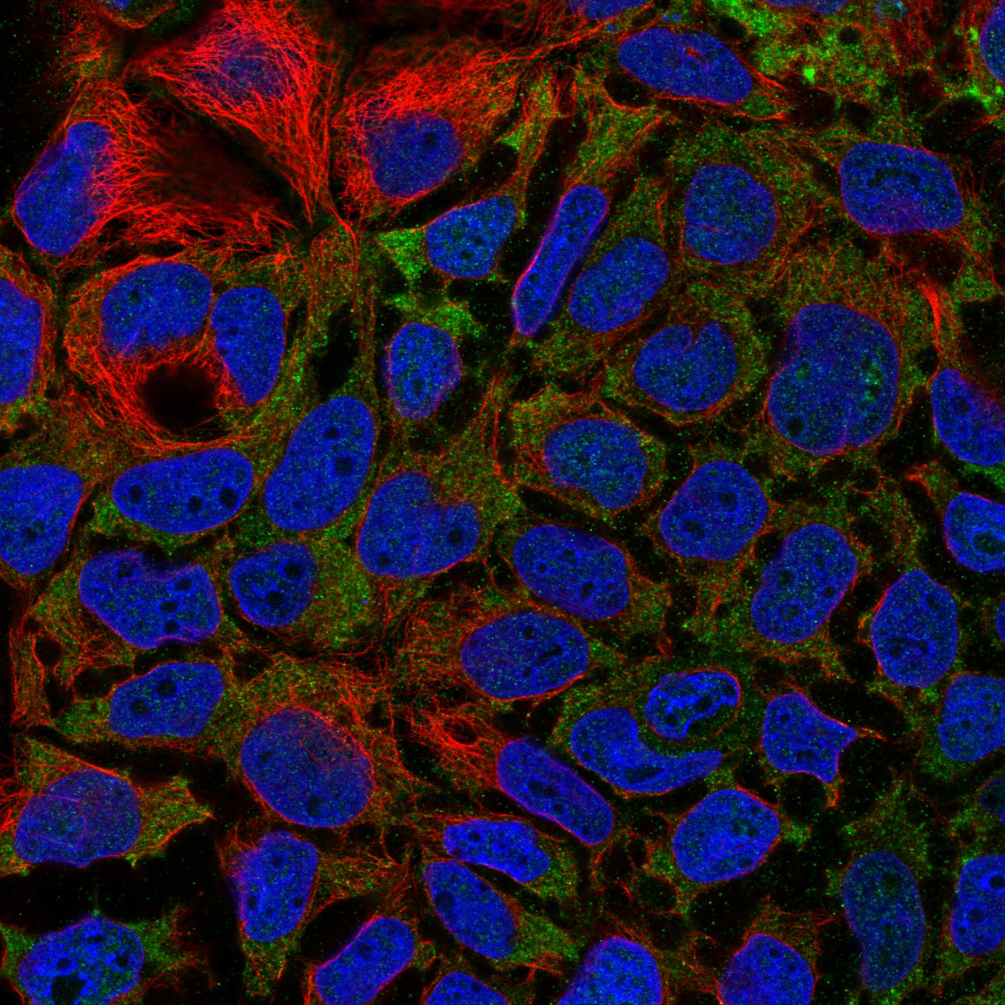 MMP24 fluorescence