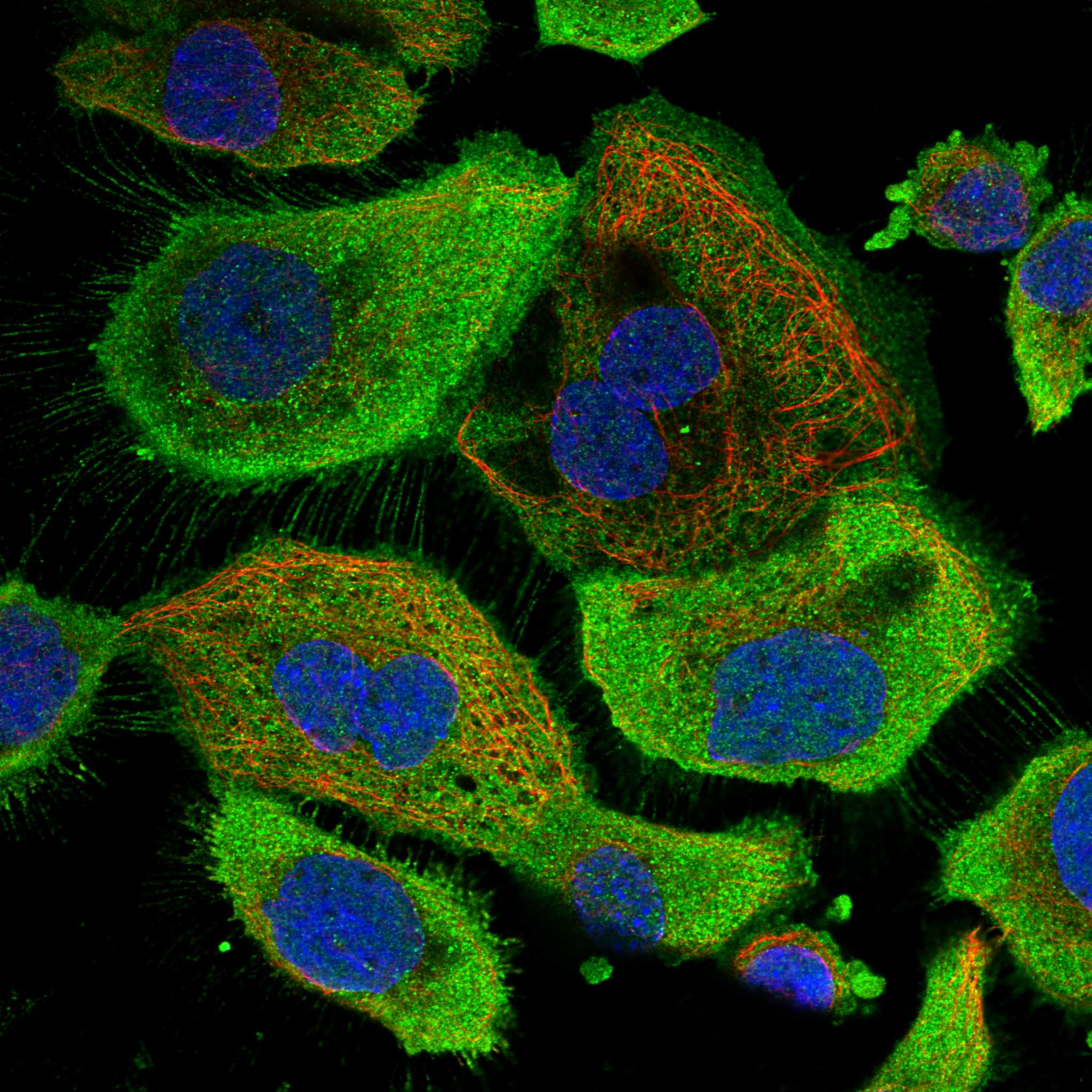 MTPN fluorescence