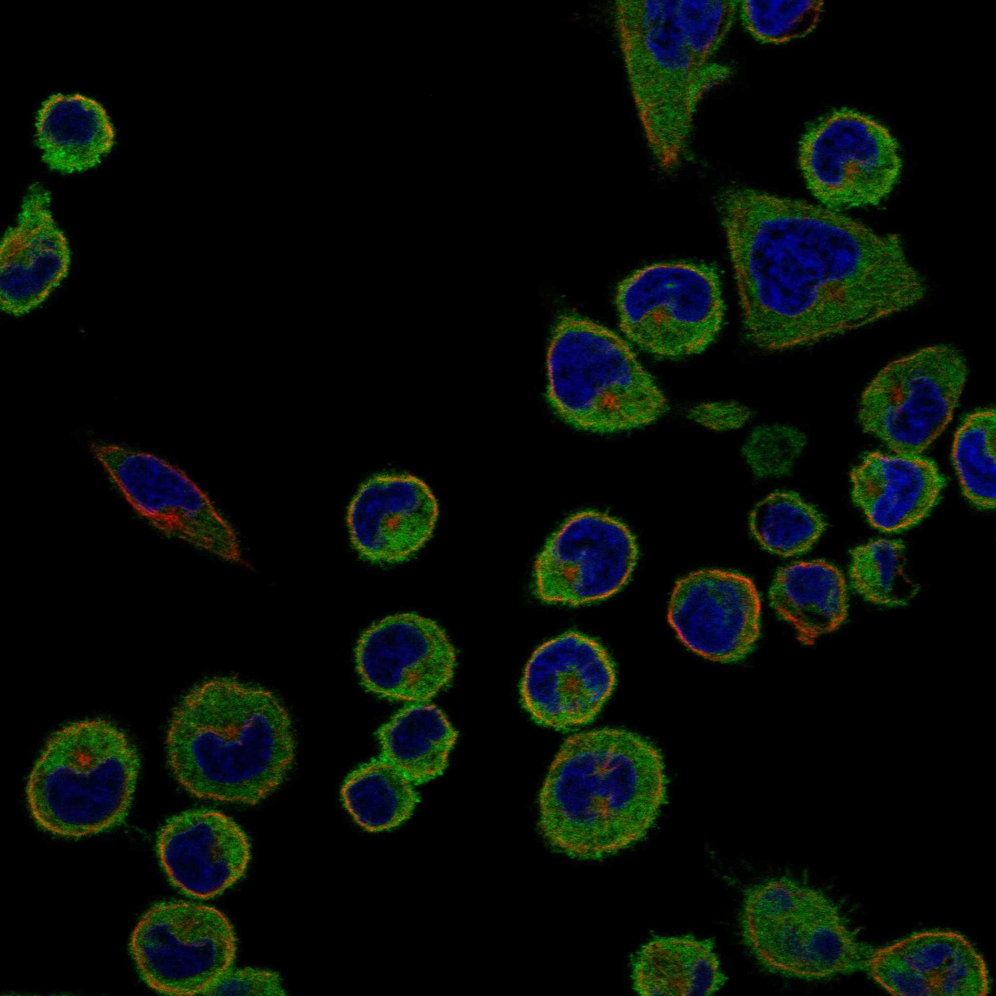 MTSS1 fluorescence