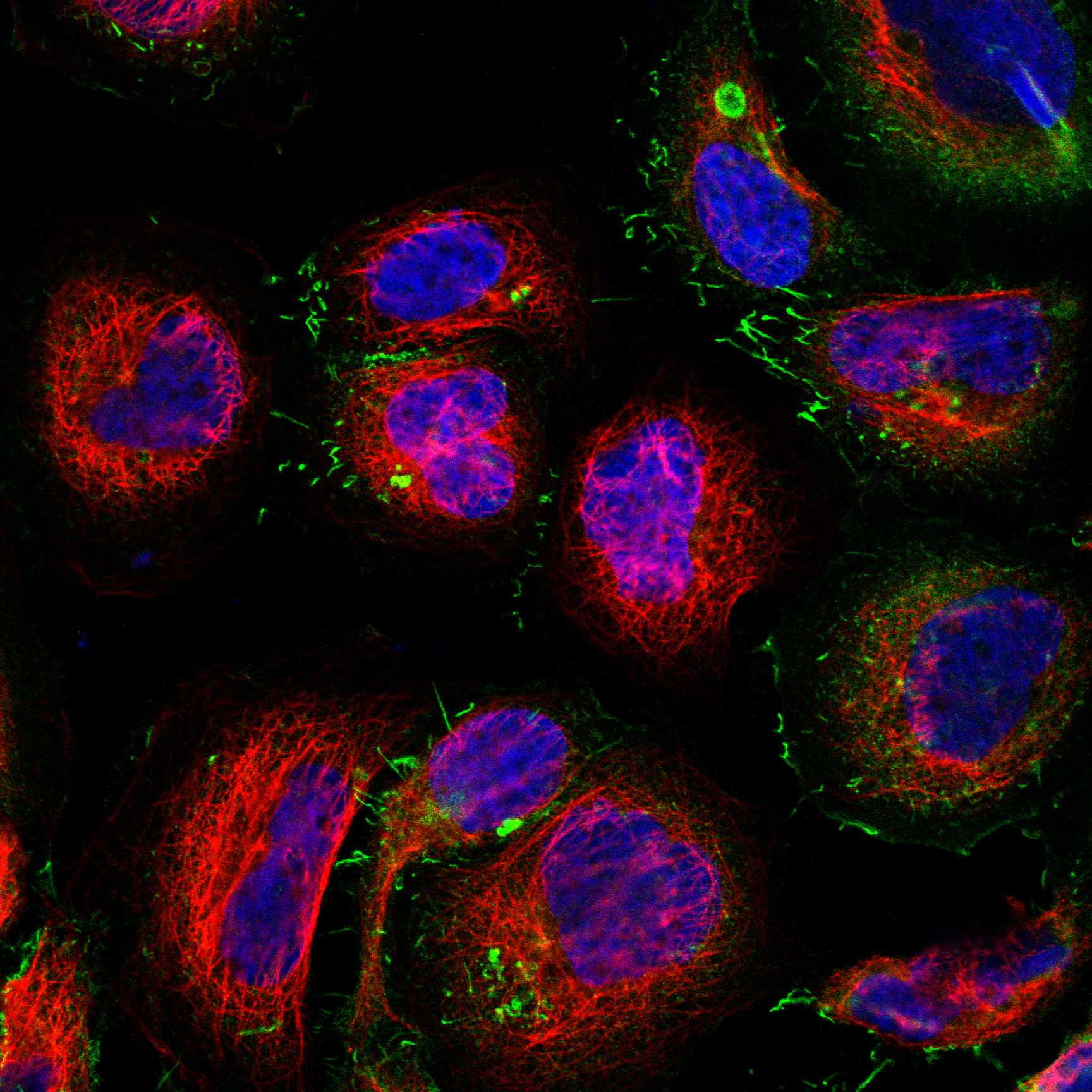 MUC1 fluorescence