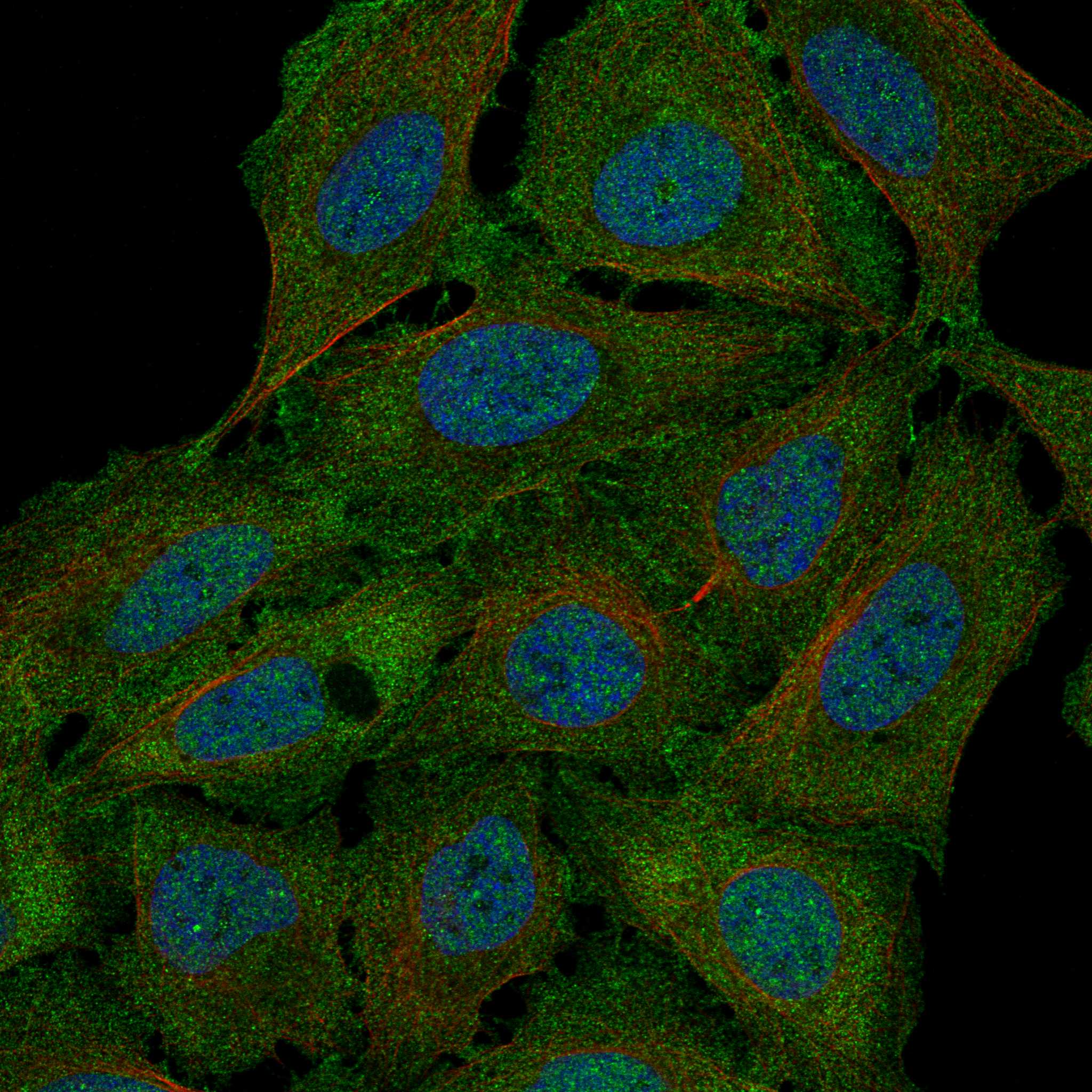 MUC20 fluorescence