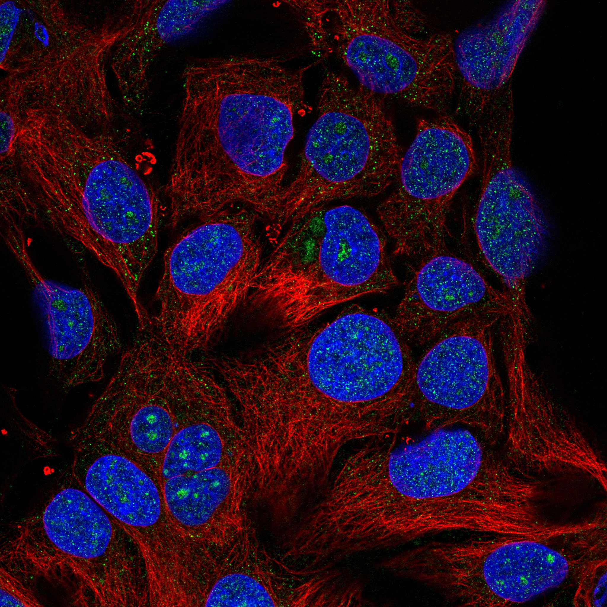 MXRA8 fluorescence