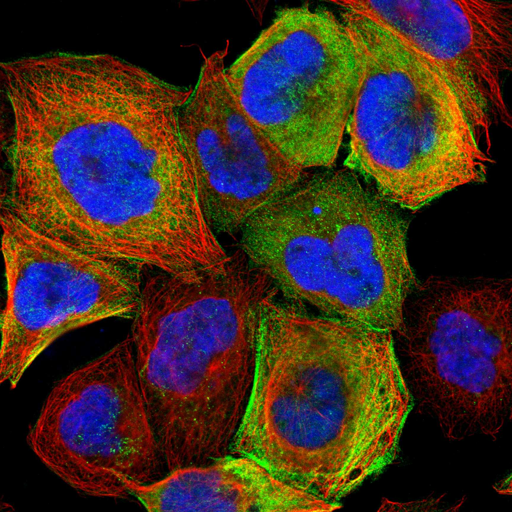 MYH9 fluorescence