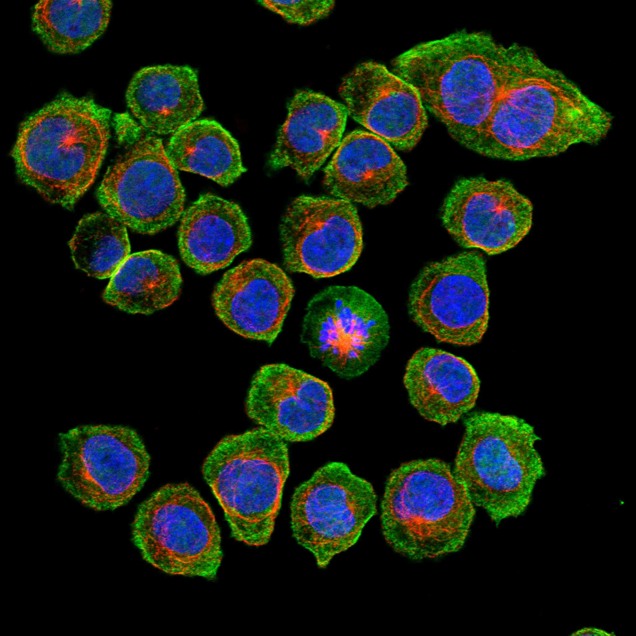 MYL4 fluorescence