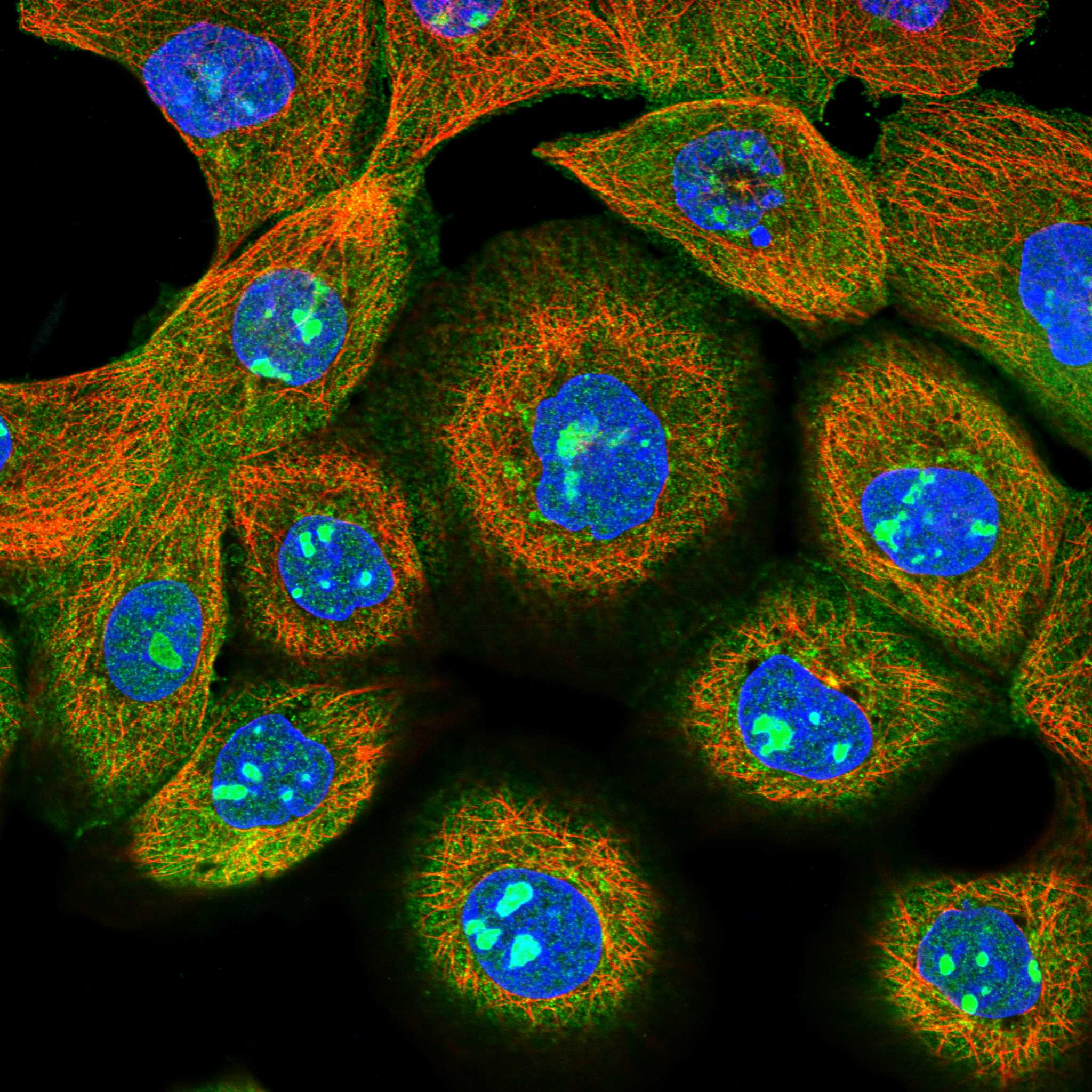 MYO10 fluorescence