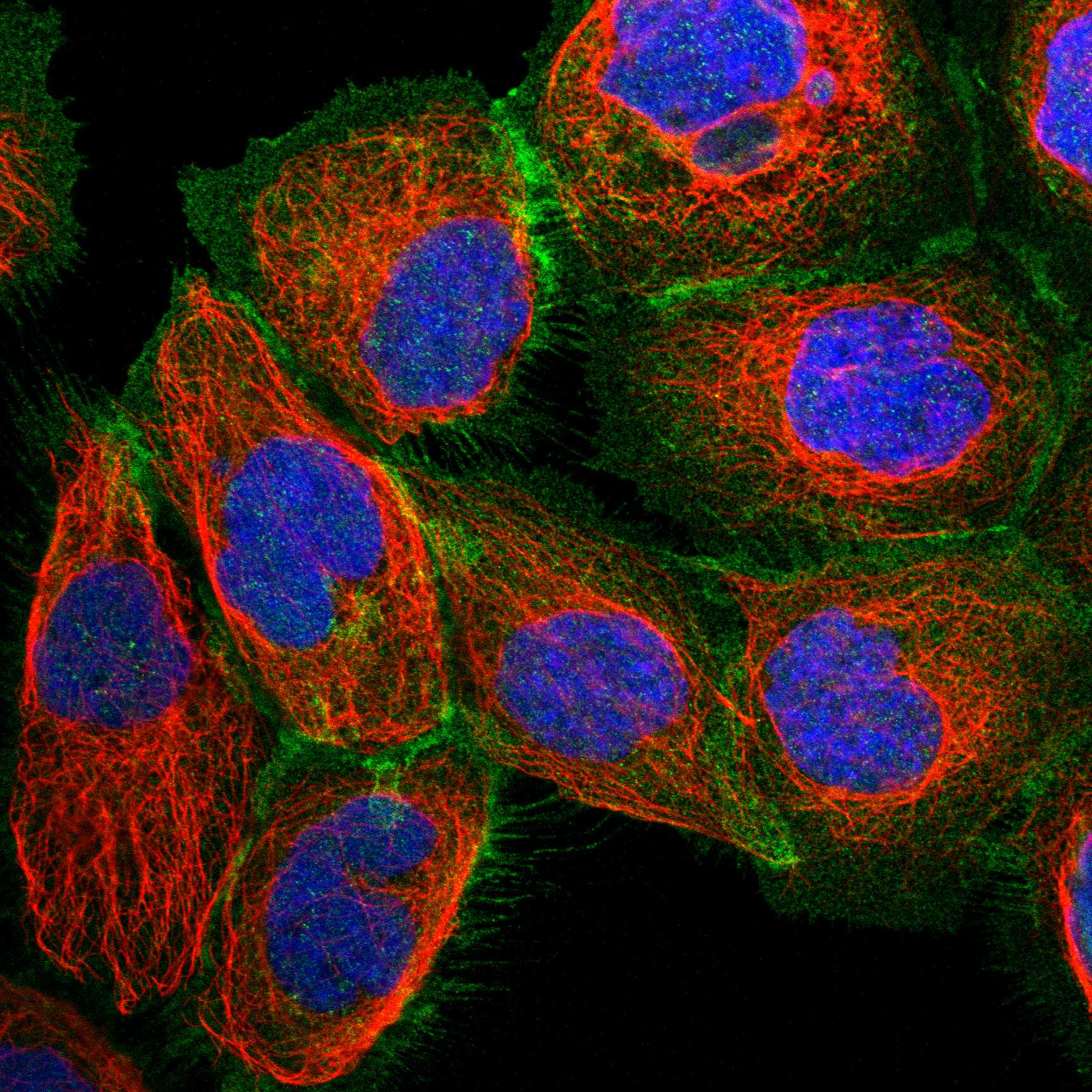 MYO1B fluorescence