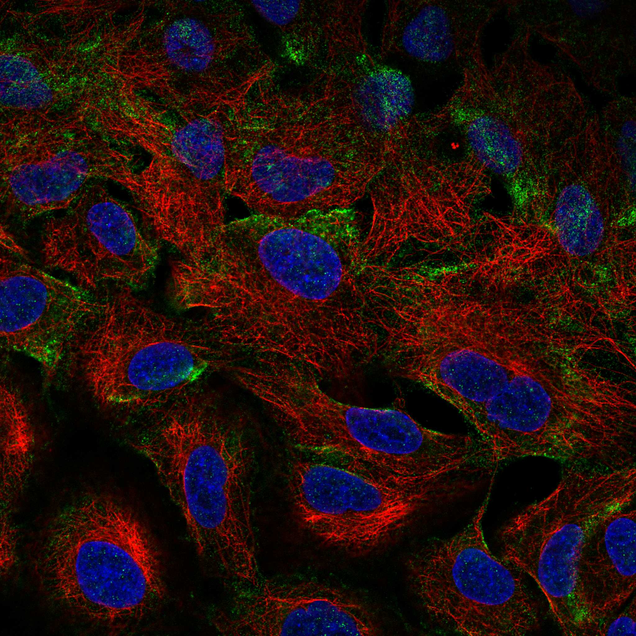 MYO1C fluorescence
