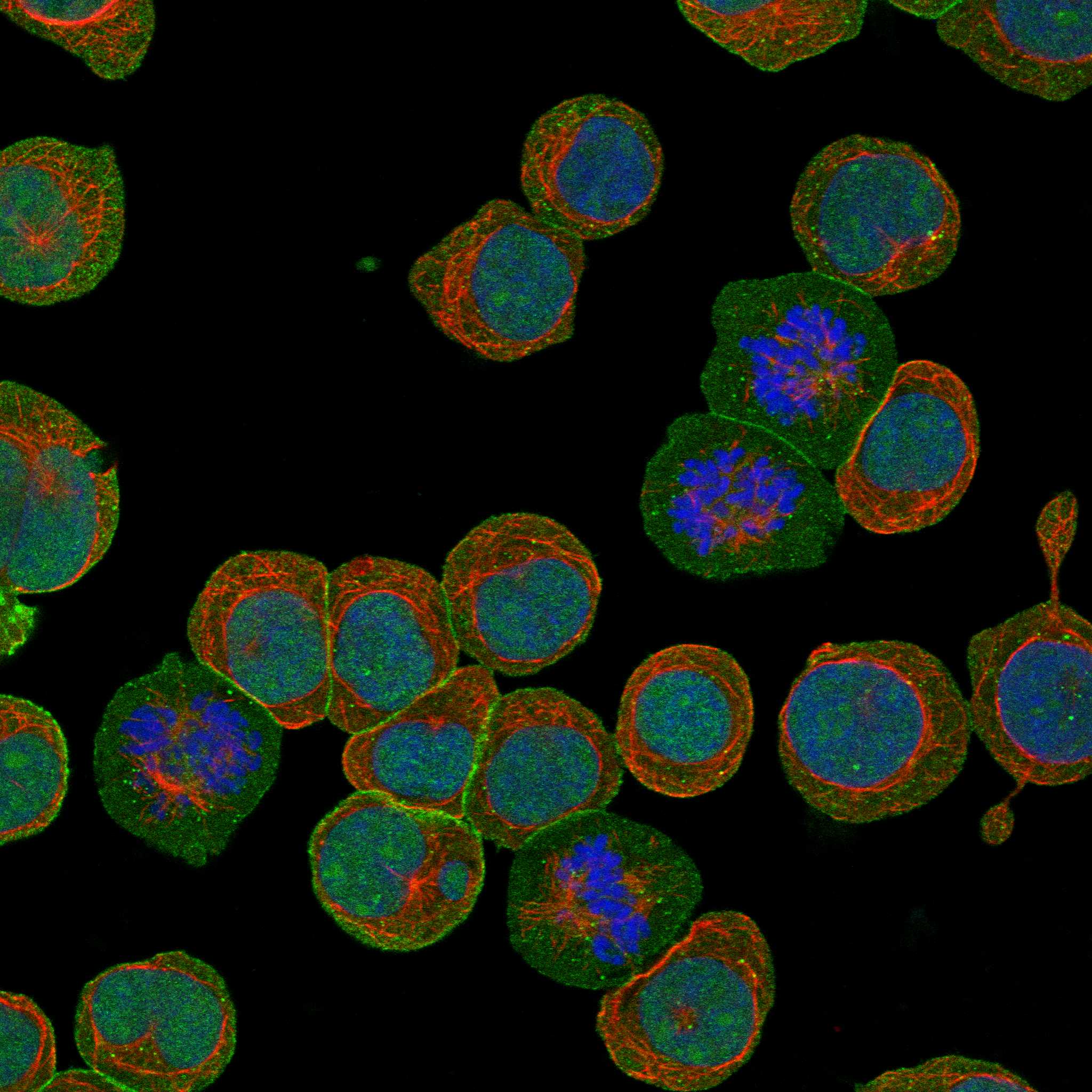 MYO1G fluorescence